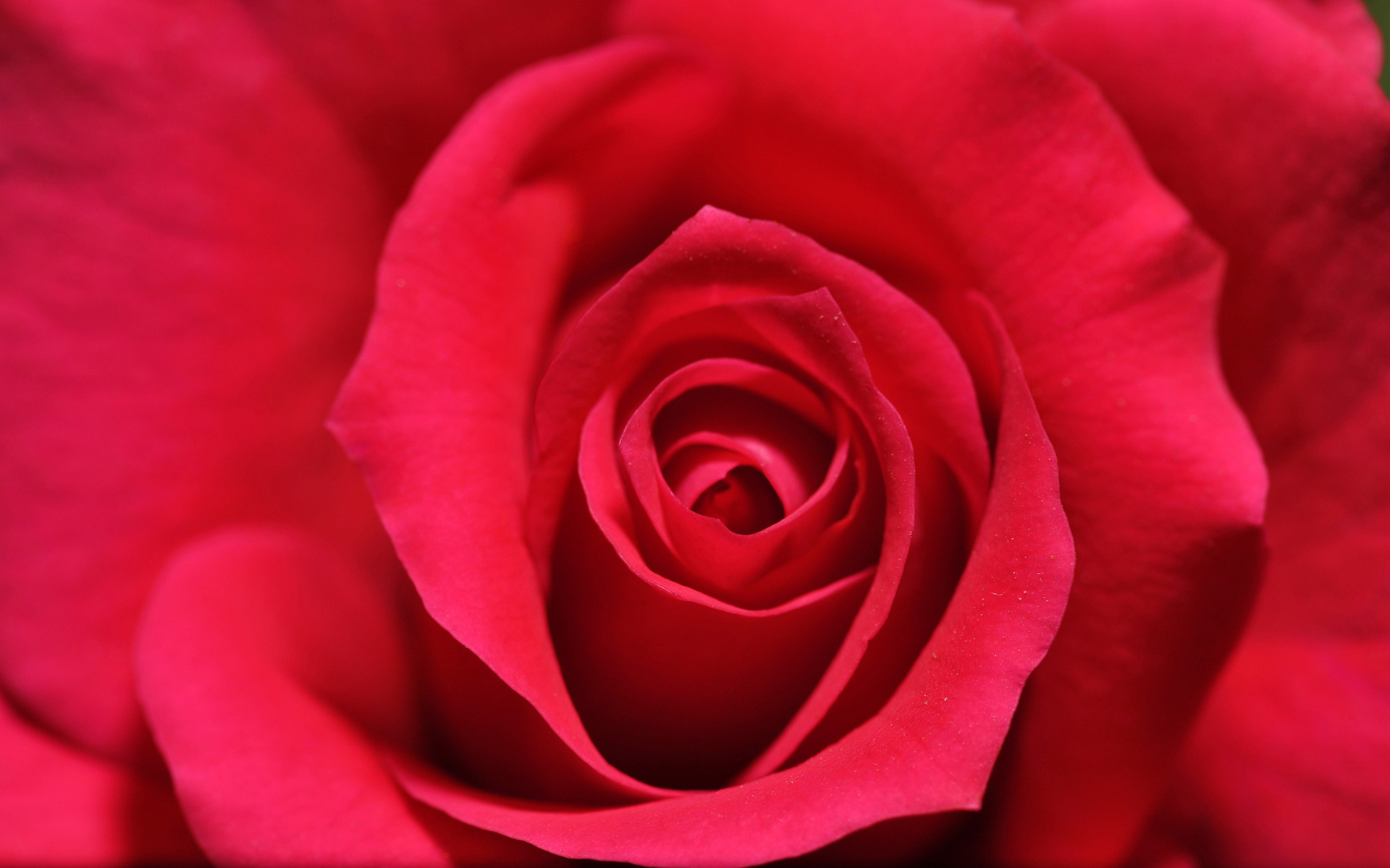 Téléchargez gratuitement l'image Fleurs, Rose, Terre/nature sur le bureau de votre PC