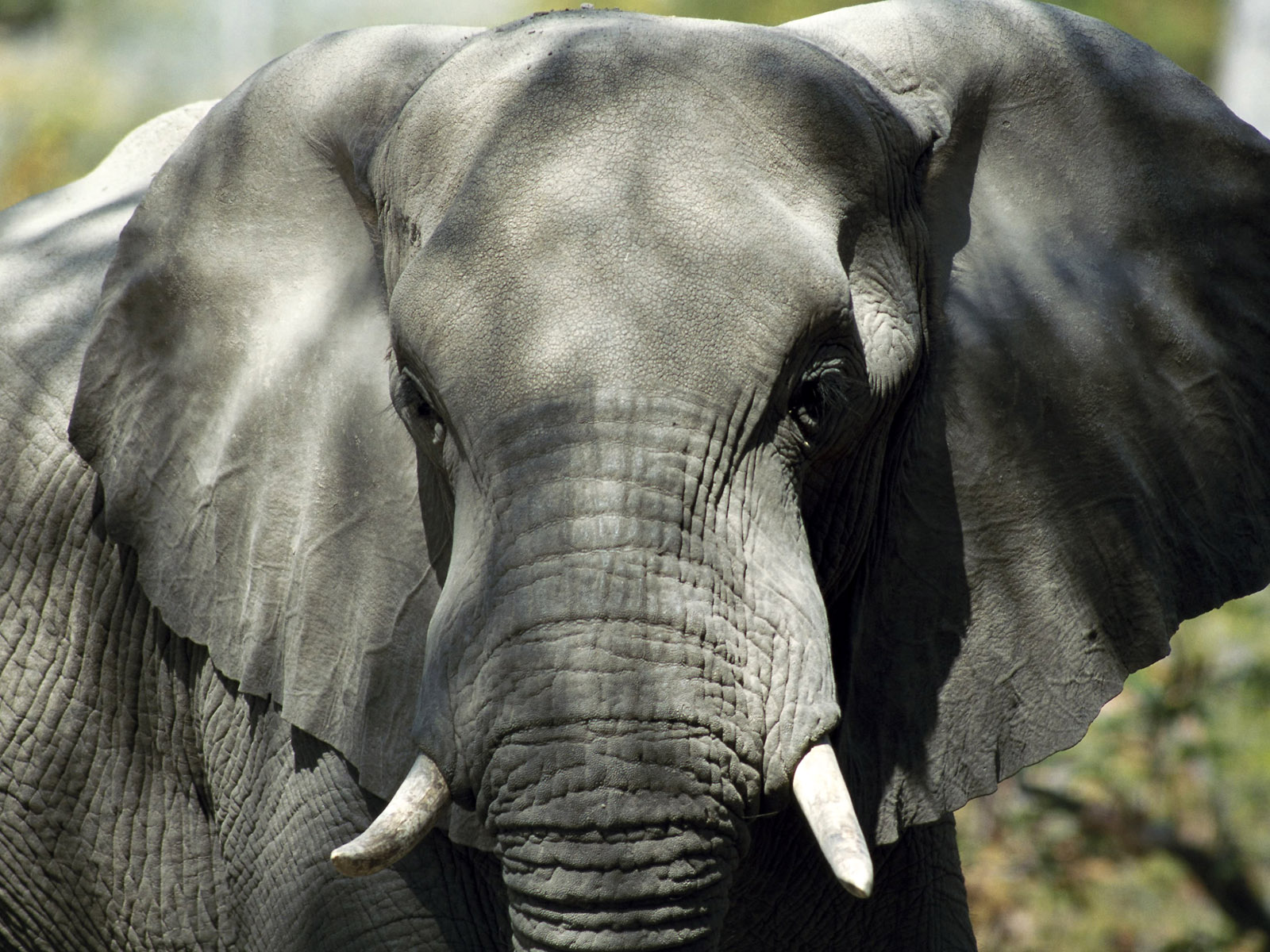 522136 descargar imagen animales, elefante africano de sabana, elefantes: fondos de pantalla y protectores de pantalla gratis