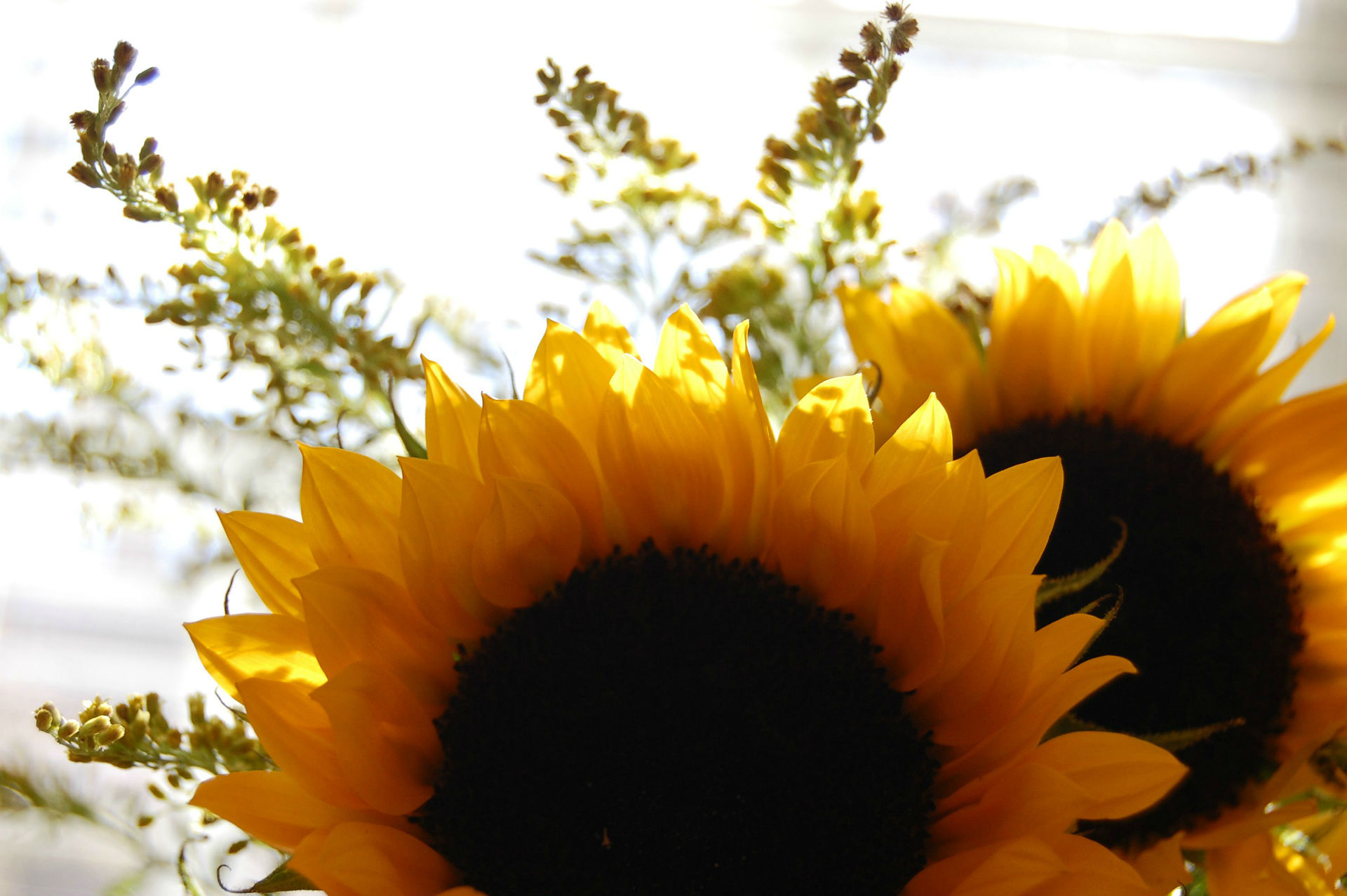 Handy-Wallpaper Sonnenblume, Nahansicht, Makro, Blumen, Natur, Blume, Erde/natur kostenlos herunterladen.
