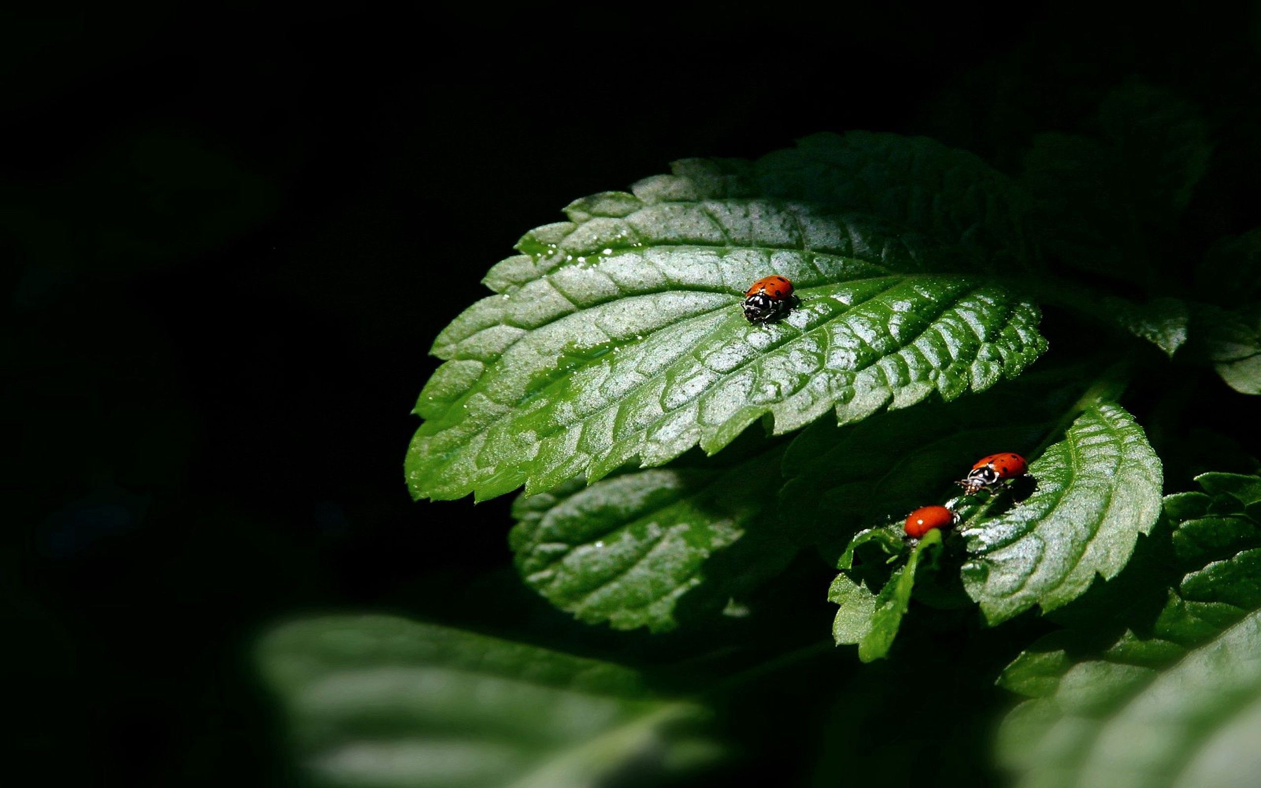 leaves, form, ladybug, macro, shadow, ladybird, three lock screen backgrounds