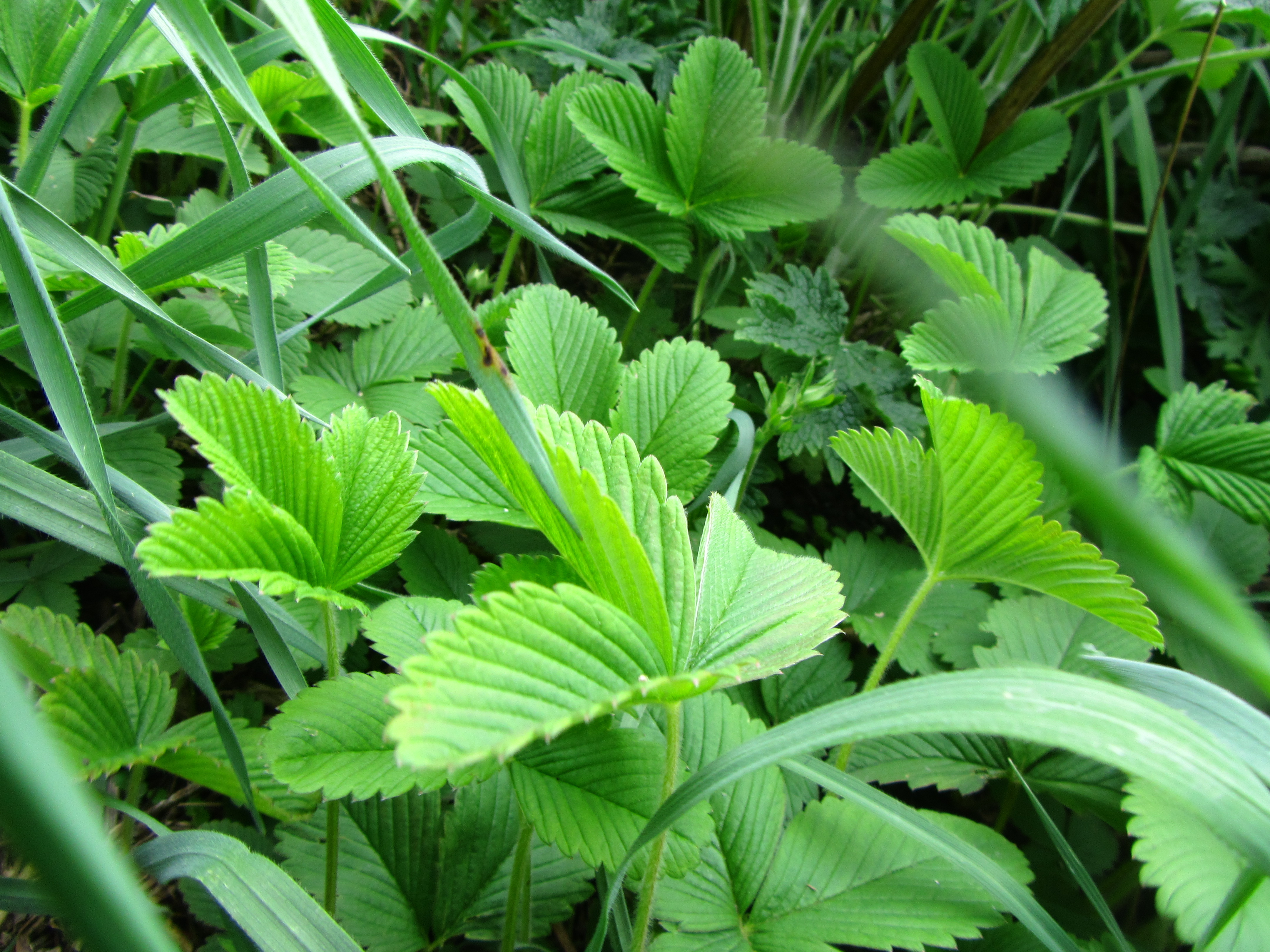 Baixar papel de parede para celular de Planta, Terra/natureza gratuito.