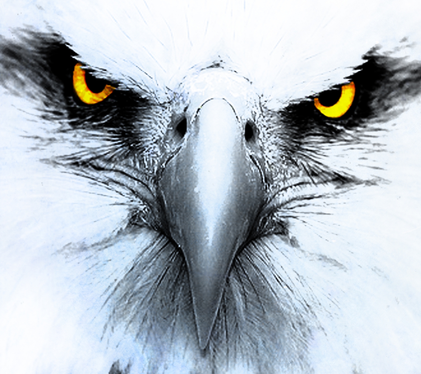 Free download wallpaper Birds, Animal, Eagle on your PC desktop