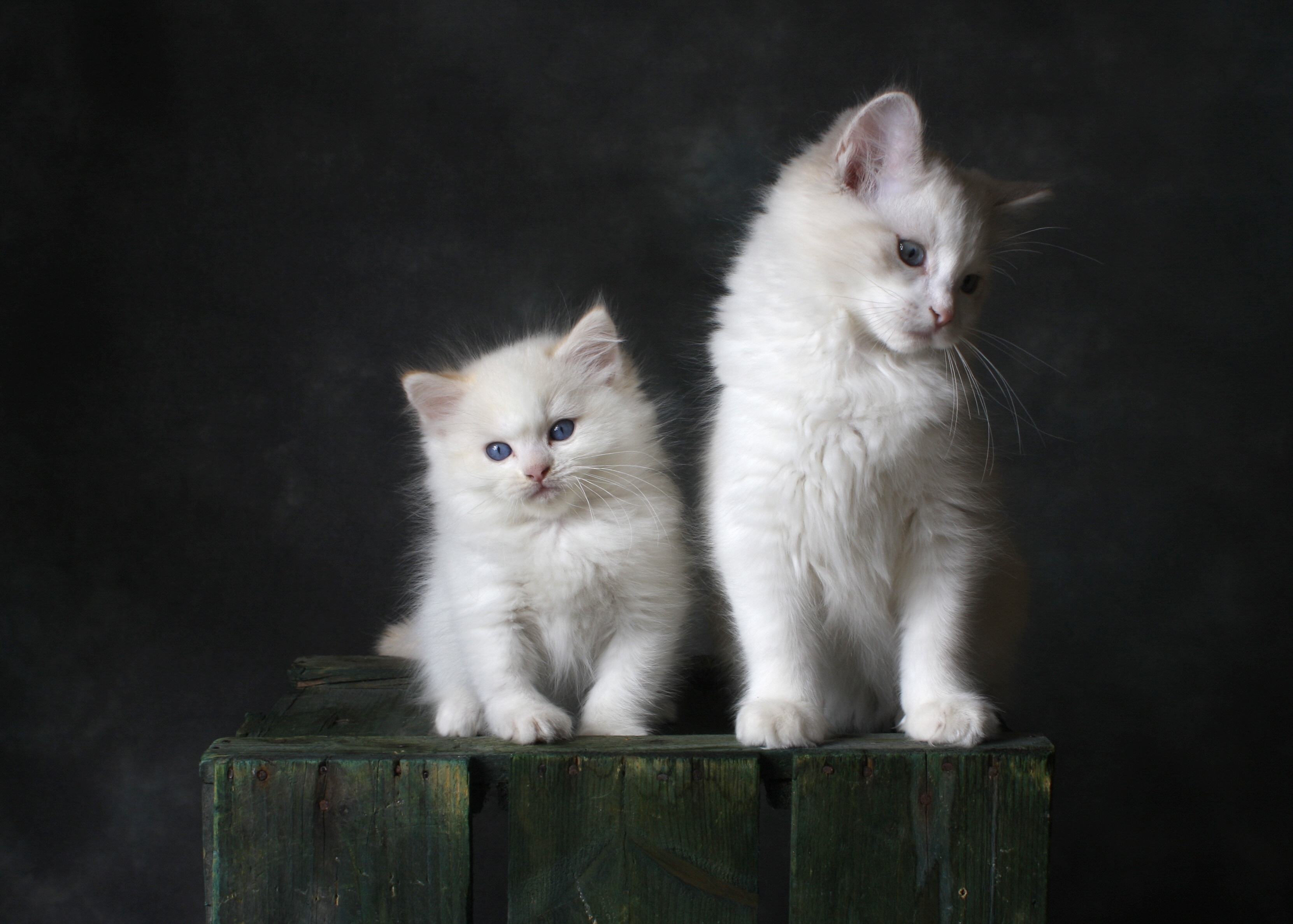 Free Images  Cats