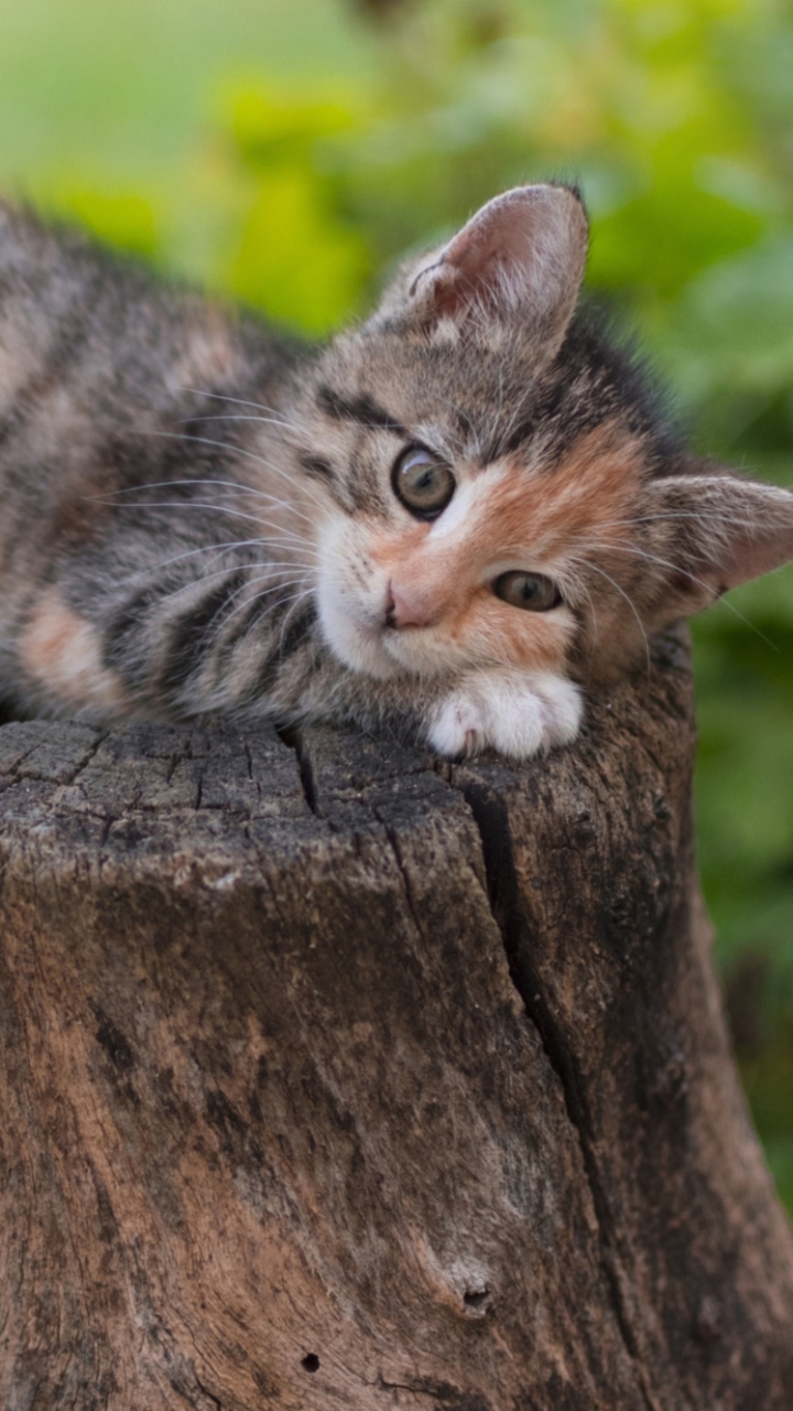 Скачати мобільні шпалери Кішка, Кошеня, Тварина, Милий, Коти, Дитинча Тварини безкоштовно.