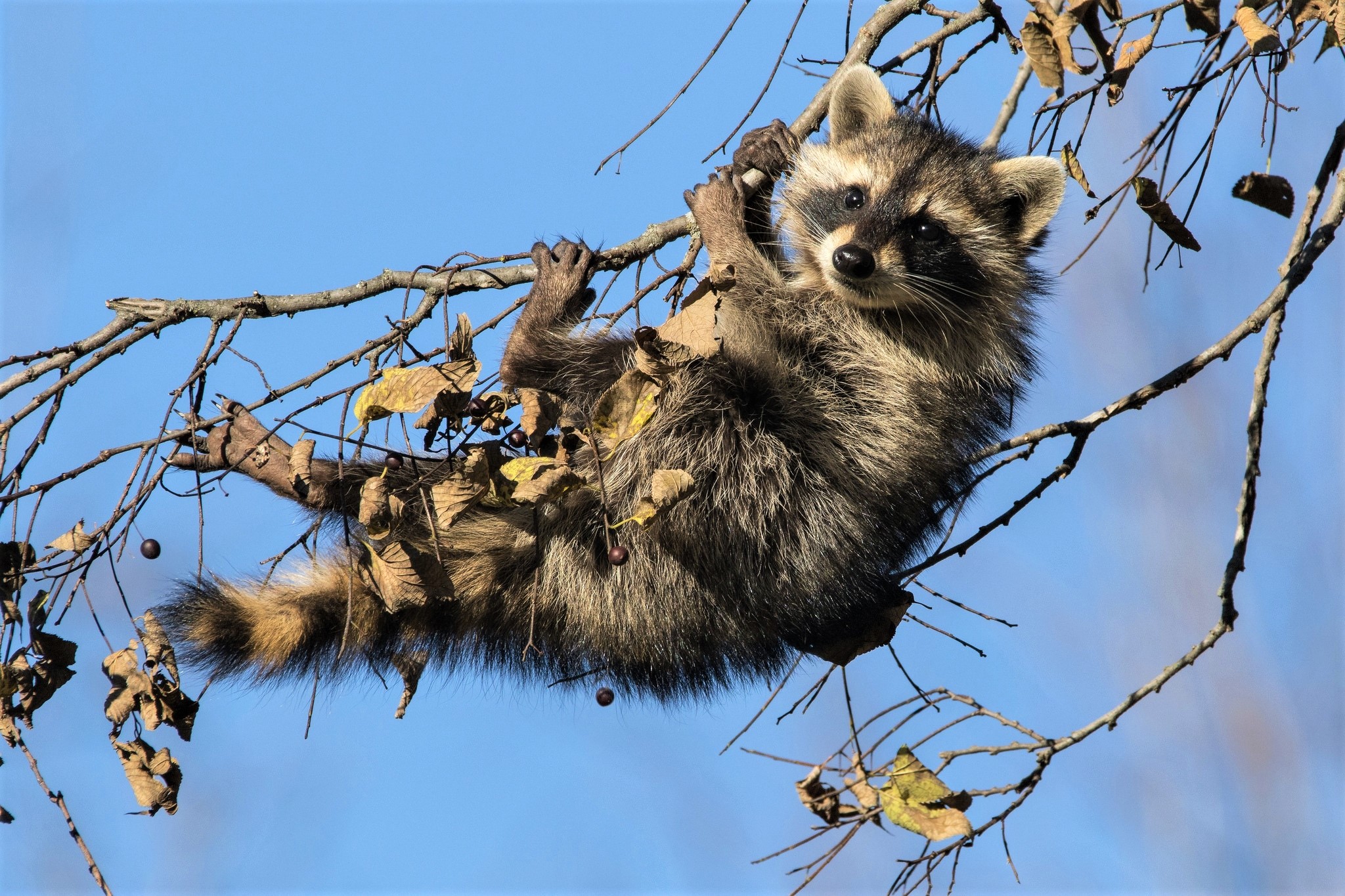 Free download wallpaper Branch, Animal, Raccoon on your PC desktop