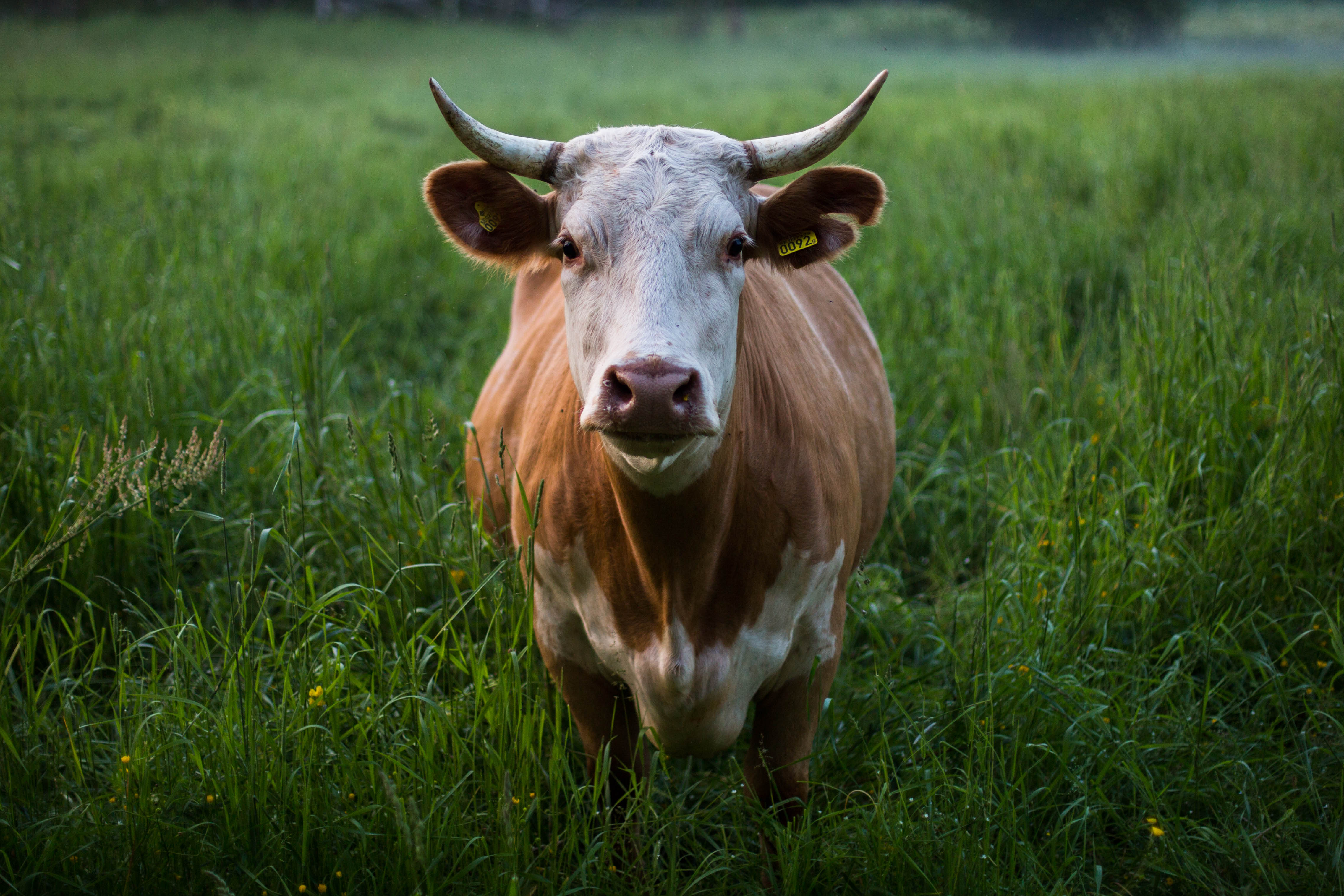 Free download wallpaper Grass, Animal, Cow on your PC desktop