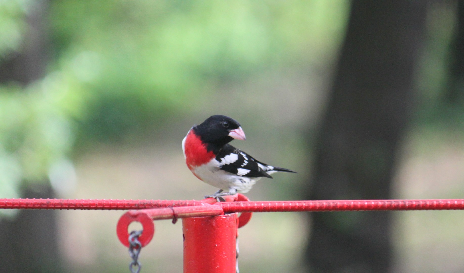 Téléchargez des papiers peints mobile Oiseau, Des Oiseaux, Animaux gratuitement.