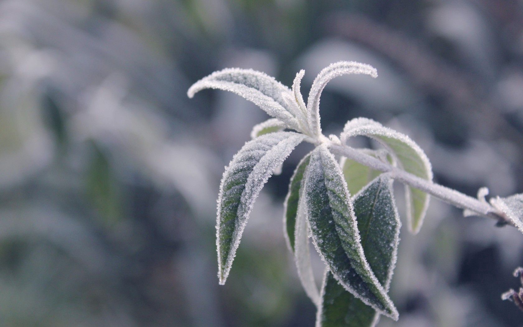 Download mobile wallpaper Frost, Cold, Branch, Hoarfrost, Macro, Plant, Leaves for free.