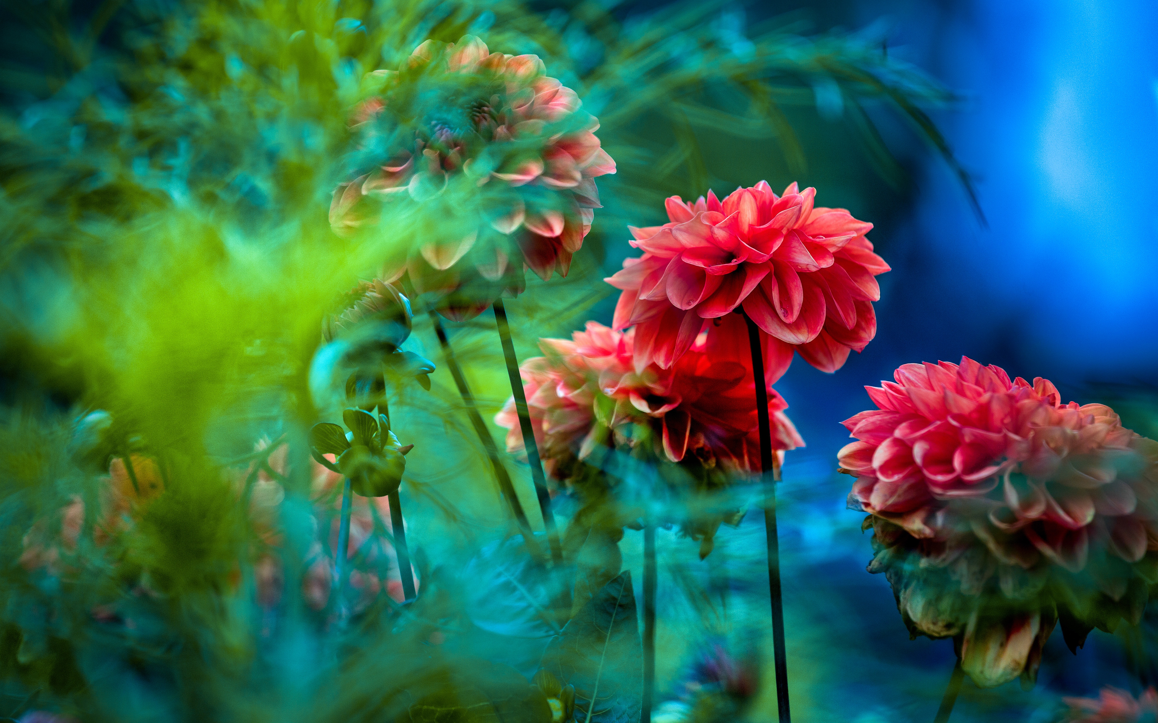 Free download wallpaper Nature, Flowers, Flower, Earth, Dahlia, Red Flower on your PC desktop