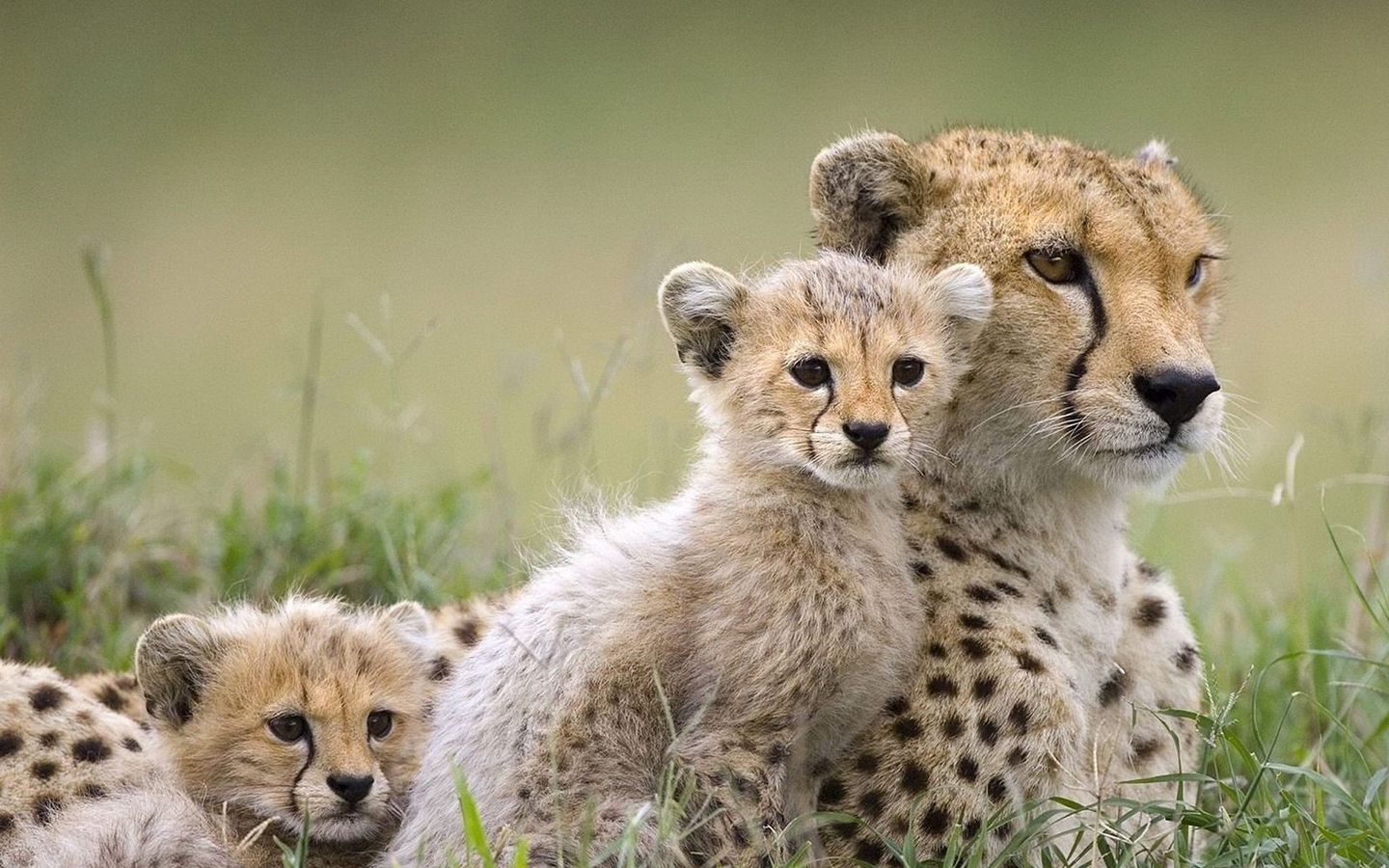 Download mobile wallpaper Cheetah, Cats, Animal for free.