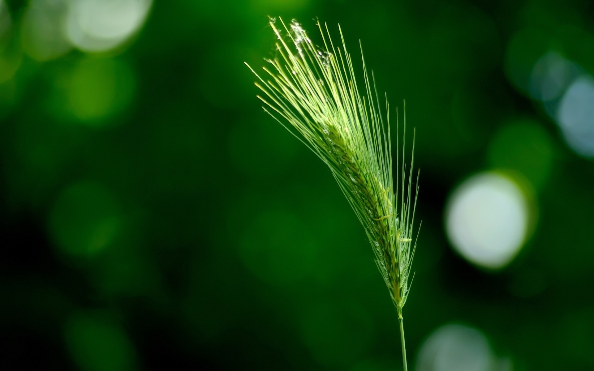 Laden Sie das Pflanzen, Grass-Bild kostenlos auf Ihren PC-Desktop herunter