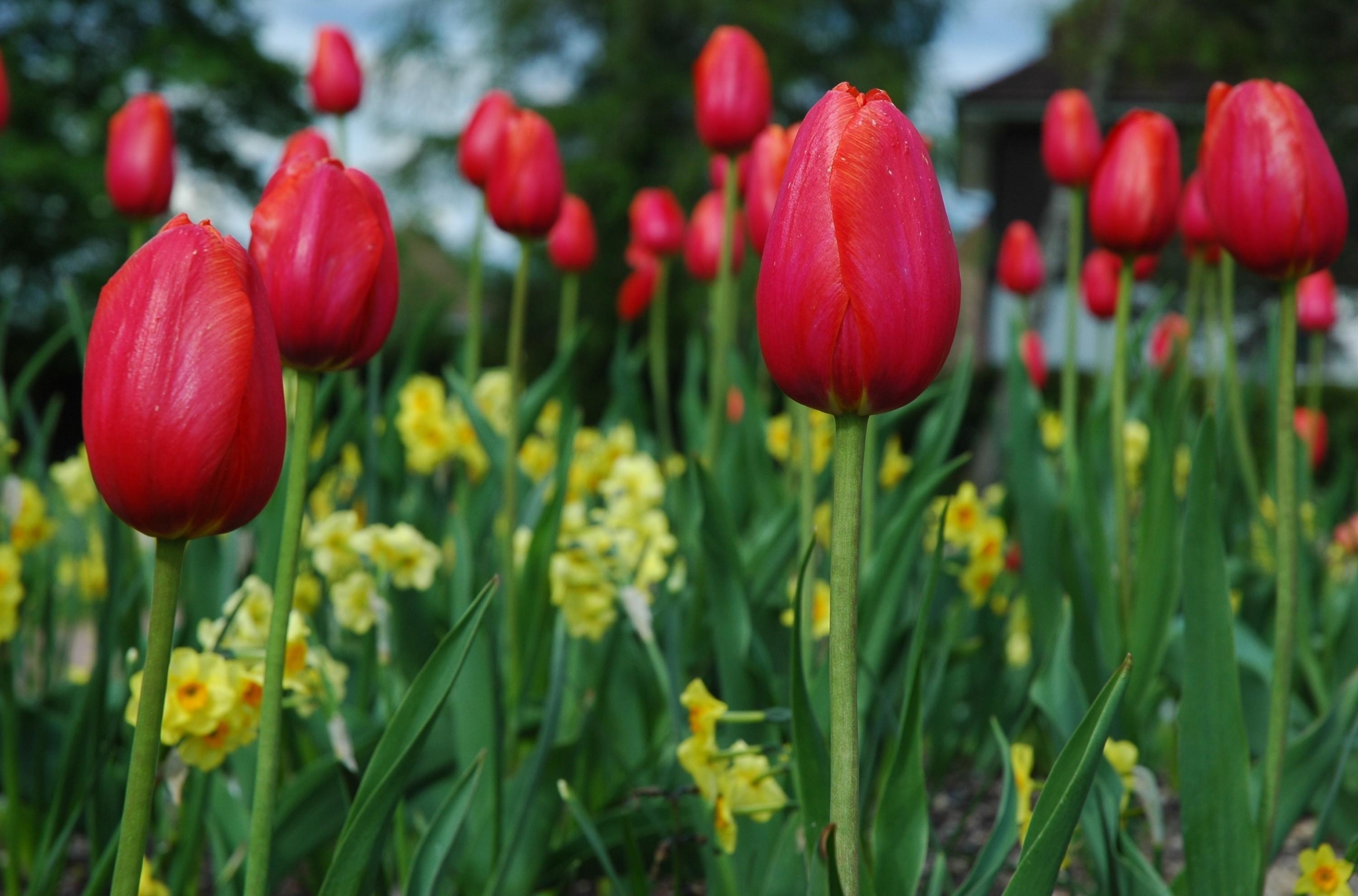 Free download wallpaper Flowerbed, Close Up, Flower Bed, Flowers, Tulips, Spring on your PC desktop