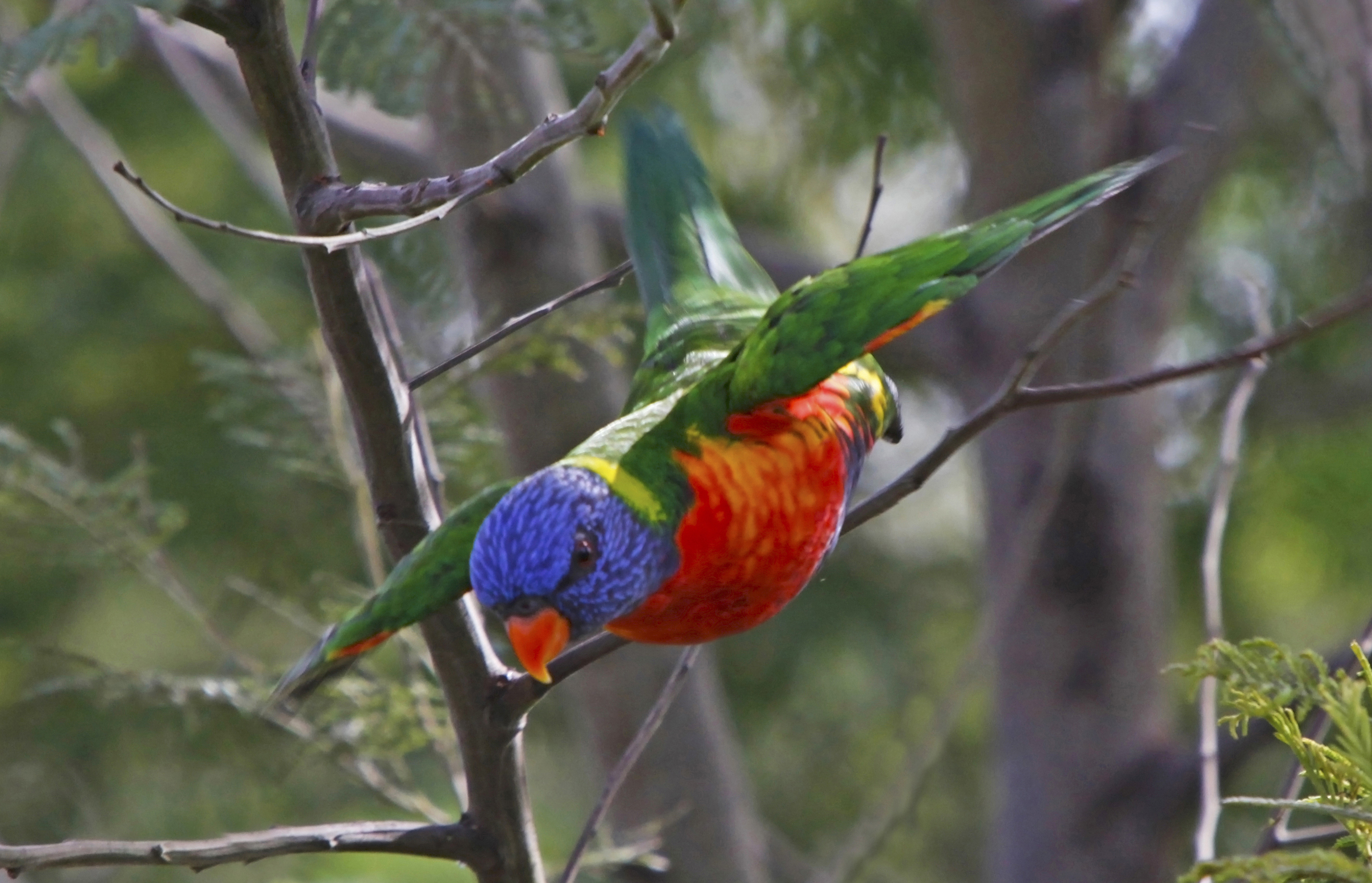 Download mobile wallpaper Rainbow Lorikeet, Parrot, Bird, Birds, Animal for free.