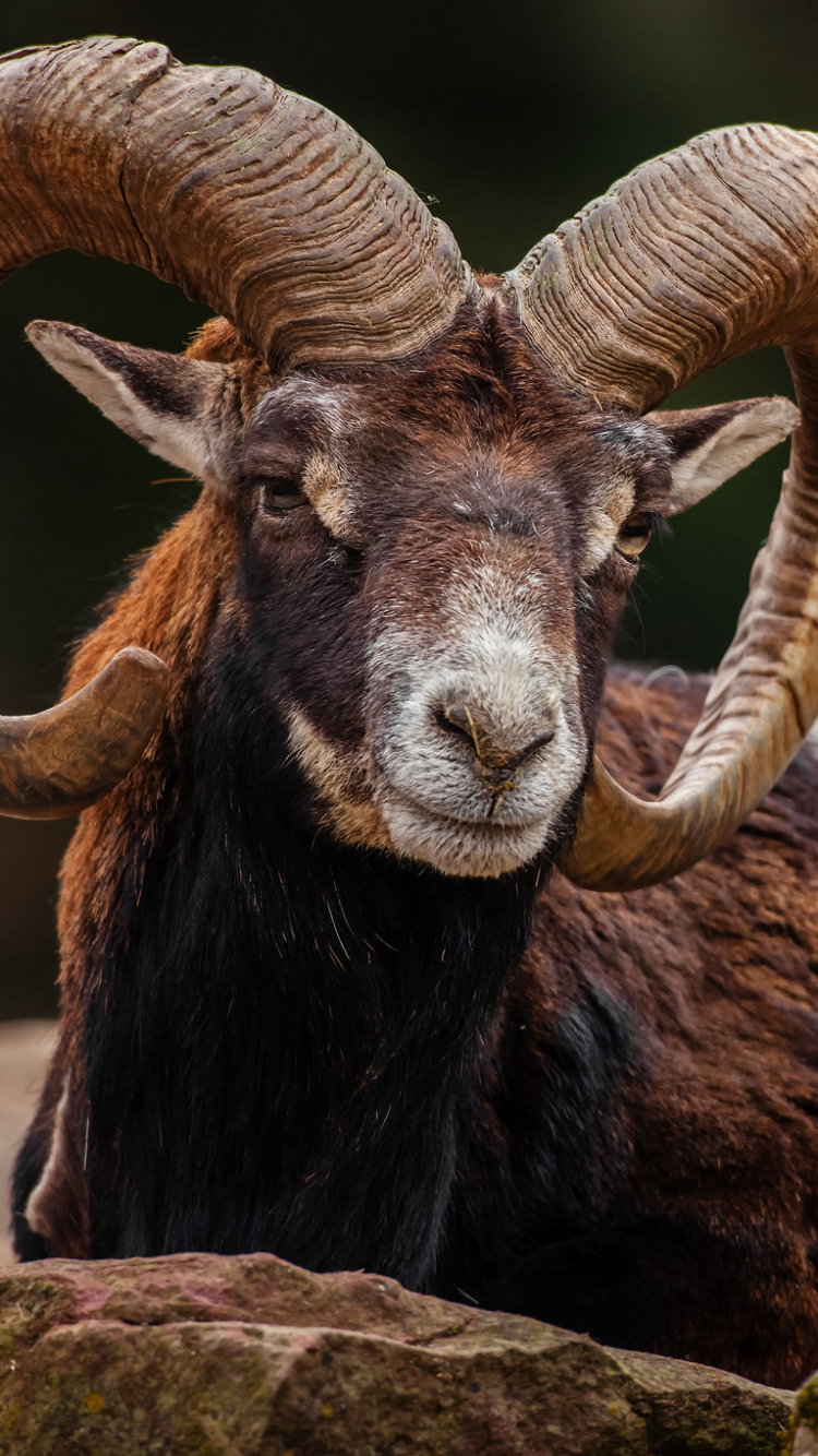 Handy-Wallpaper Tiere, Schaf kostenlos herunterladen.