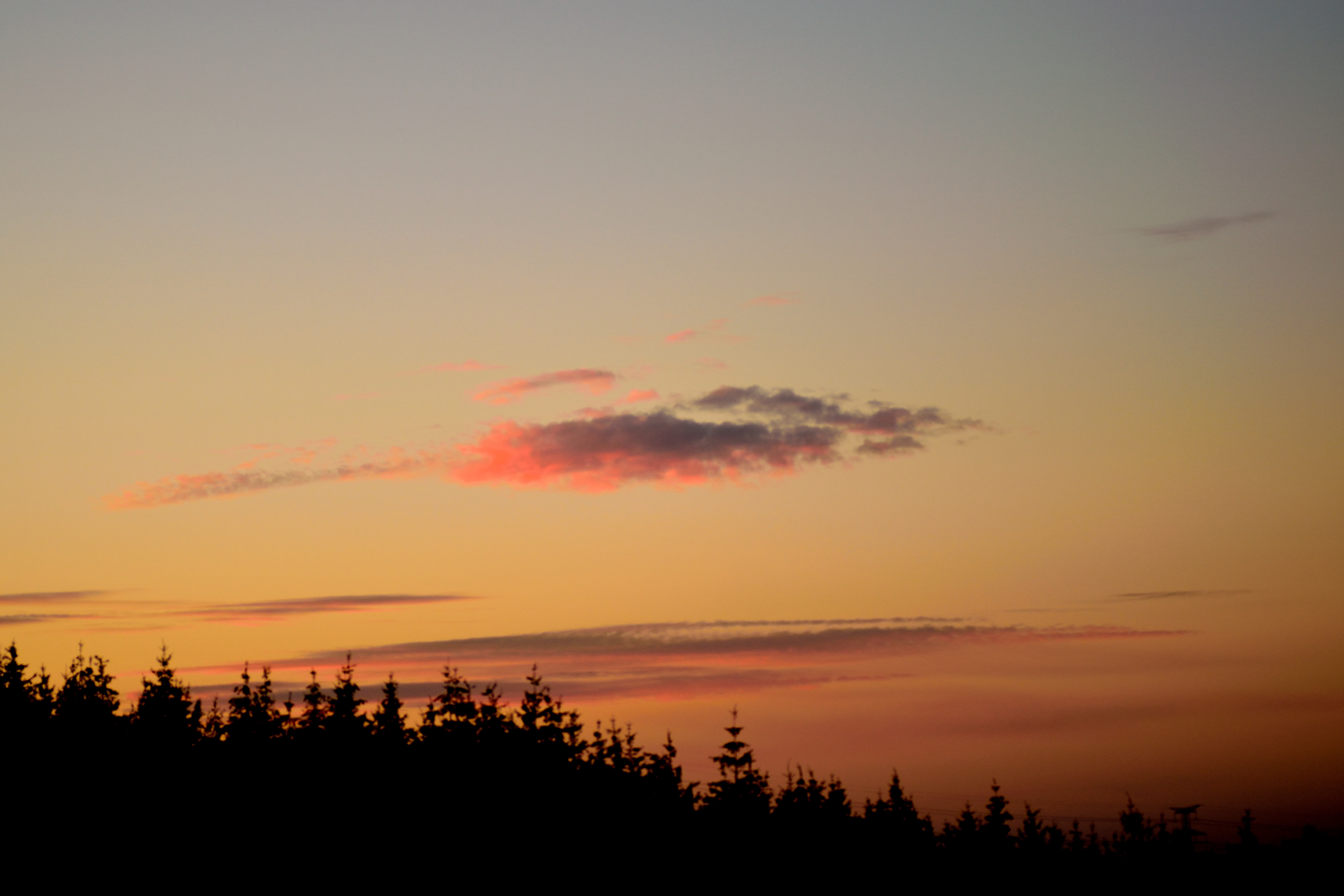 dusk, twilight, trees, sunset, dark, outlines HD for desktop 1080p