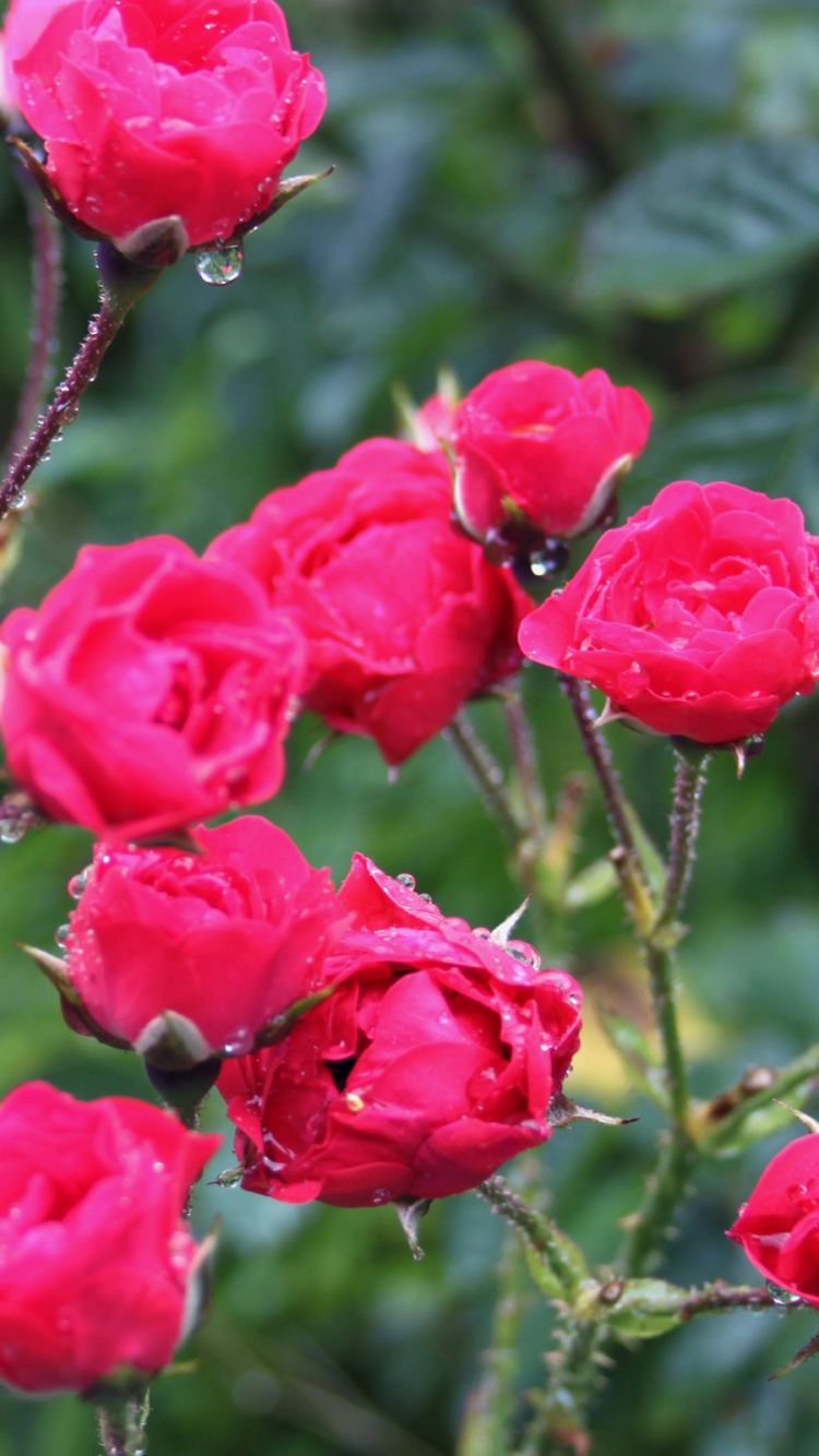 Скачати мобільні шпалери Квітка, Земля, Червона Троянда, Трояндовий Кущ, Флауерзи безкоштовно.