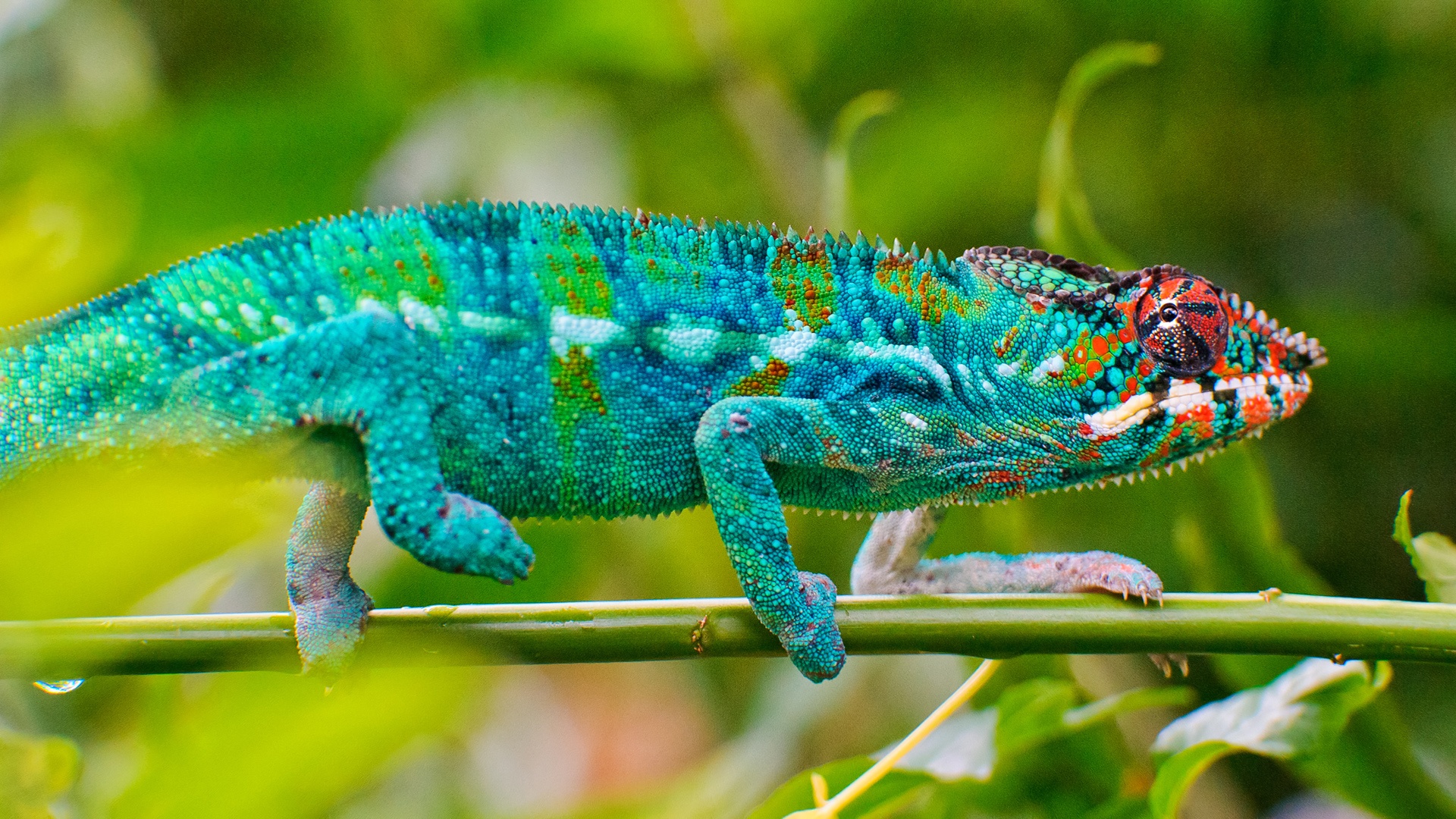 Free download wallpaper Animal, Lizard, Chameleon, Reptiles on your PC desktop