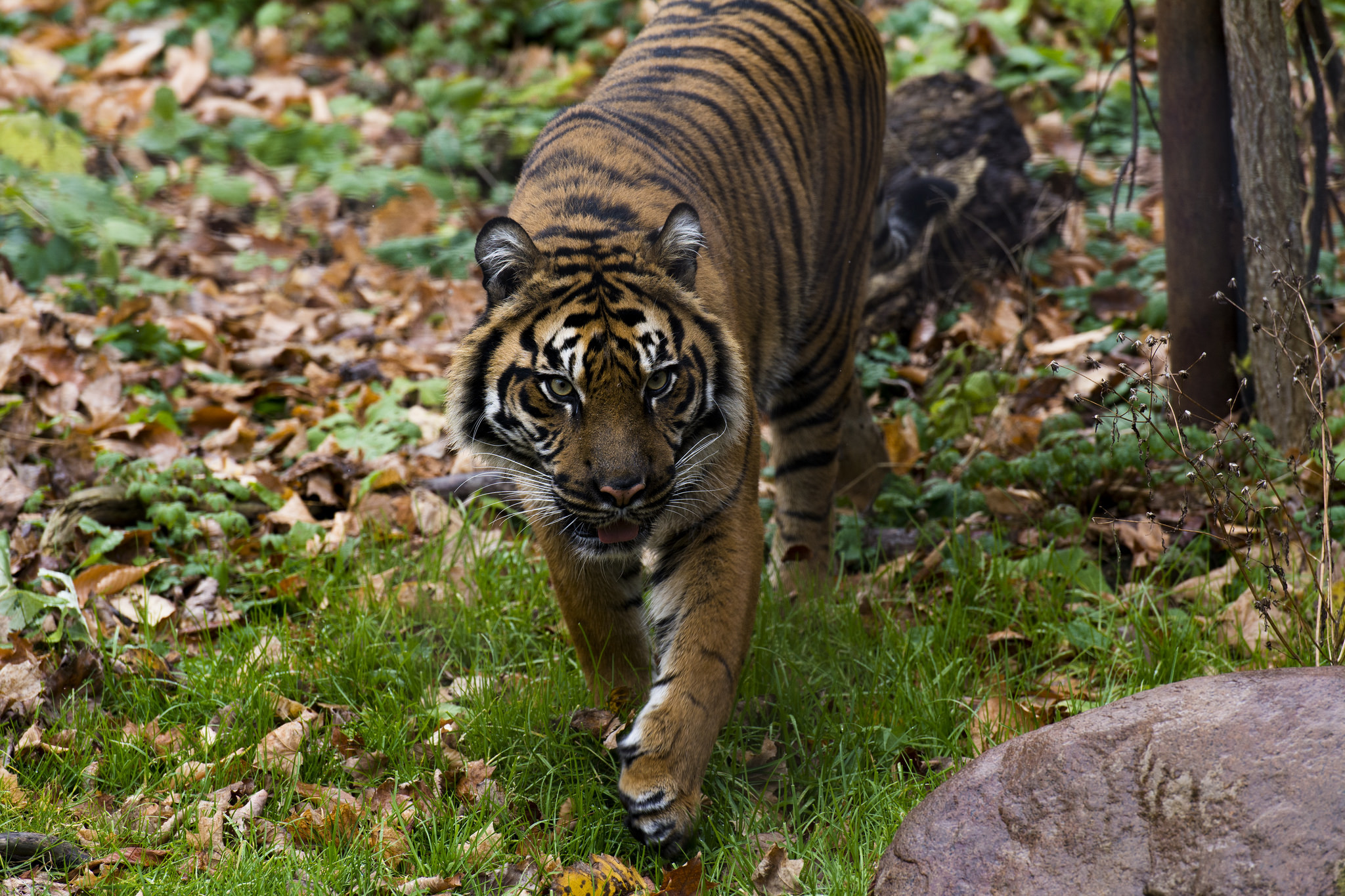 Handy-Wallpaper Tiere, Katzen, Tiger kostenlos herunterladen.