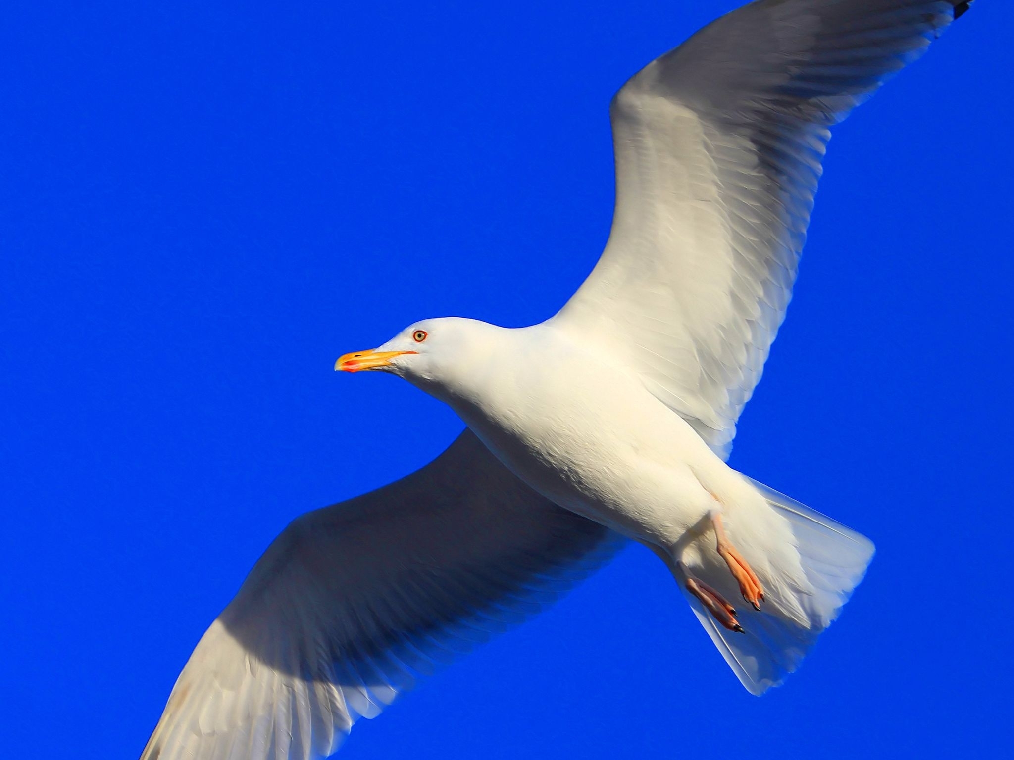 Laden Sie das Flug, Möwe, Welle, Fegen, Tiere, Vogel-Bild kostenlos auf Ihren PC-Desktop herunter
