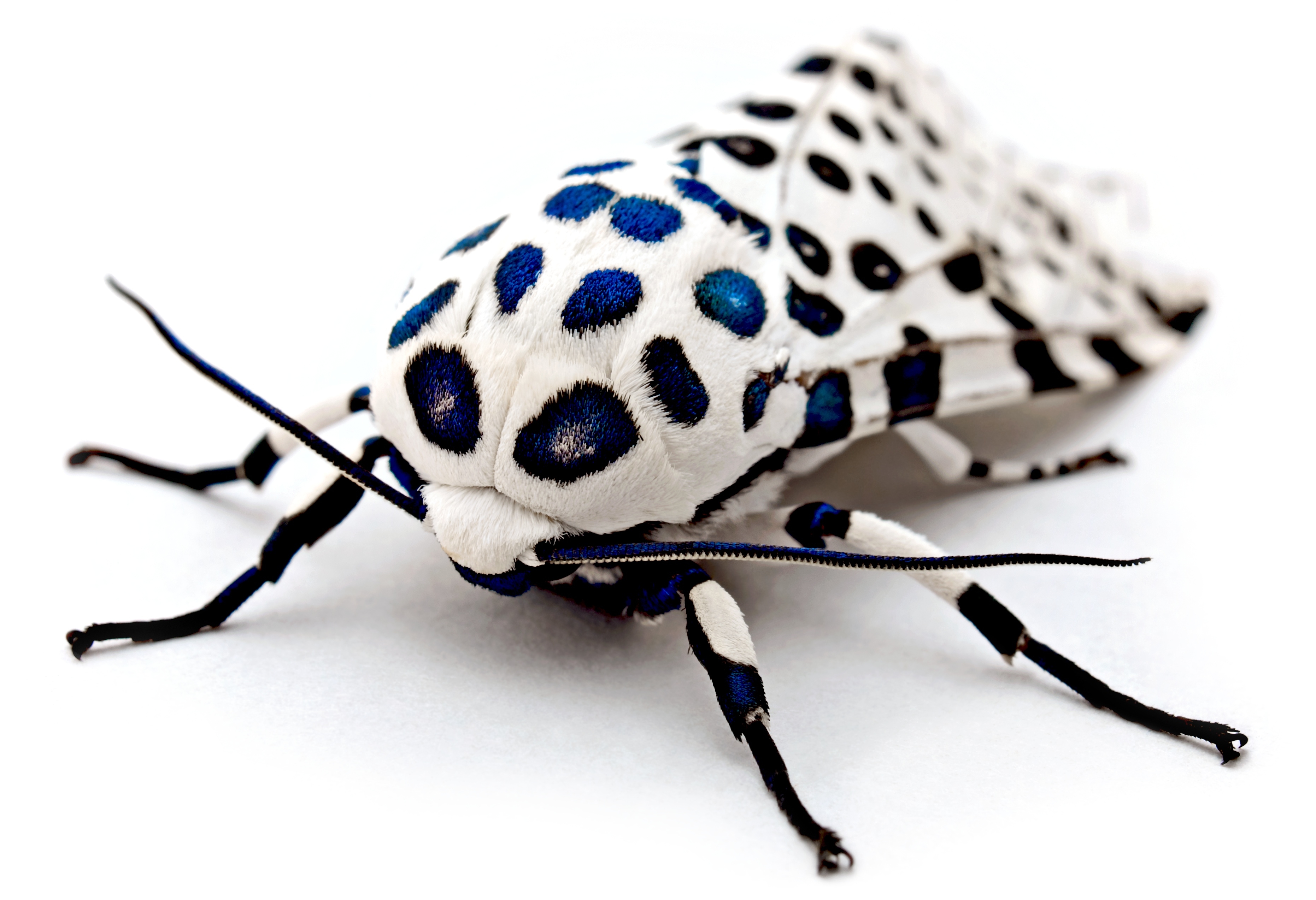 64907 скачать картинку насекомое, макро, пятнистый, поверхность, крылья - обои и заставки бесплатно