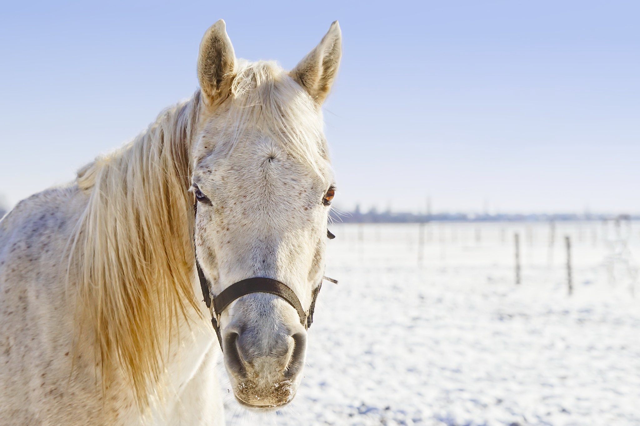 無料モバイル壁紙動物, 馬をダウンロードします。