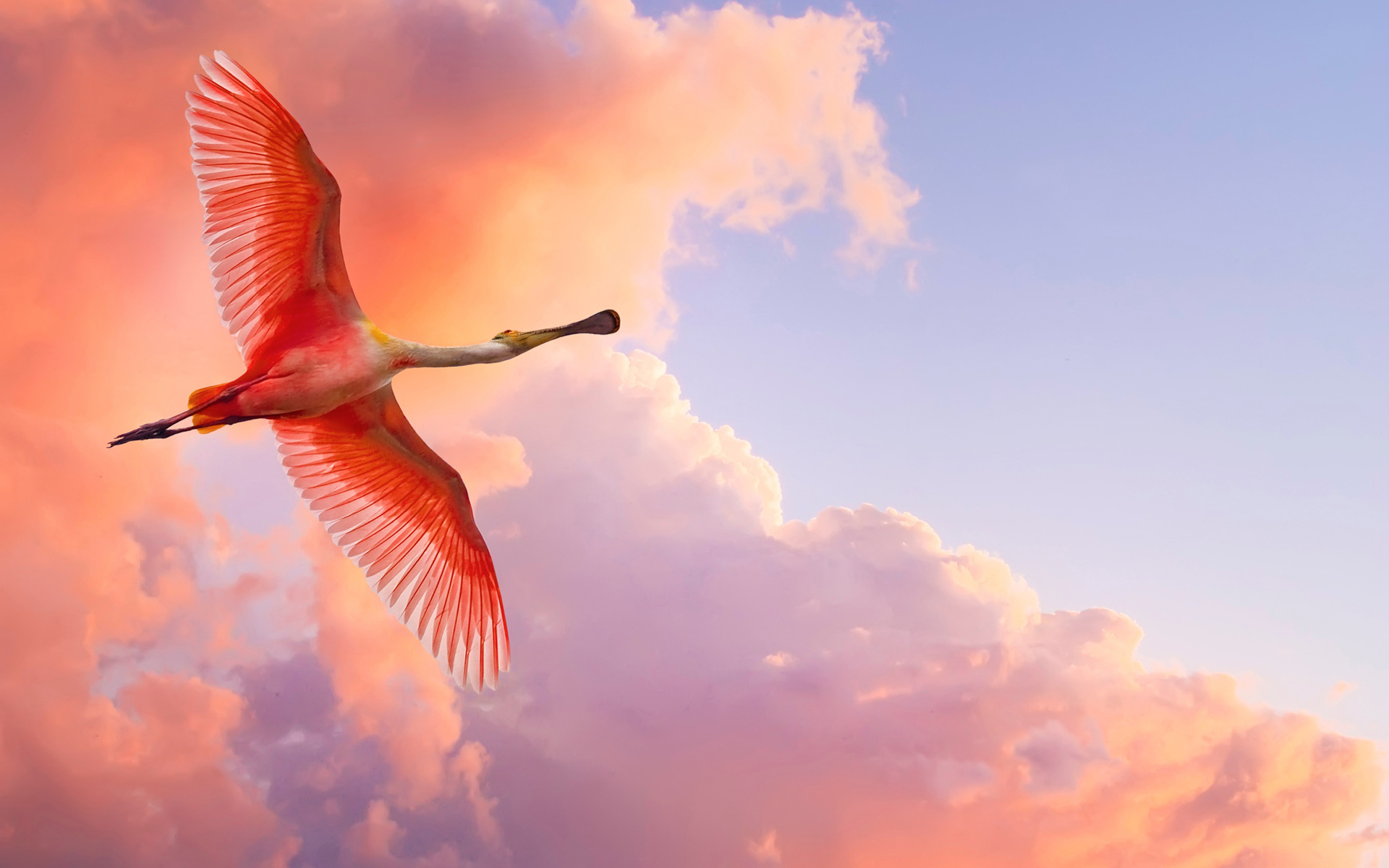 258579 Bild herunterladen tiere, flamingo, vogel, vögel - Hintergrundbilder und Bildschirmschoner kostenlos