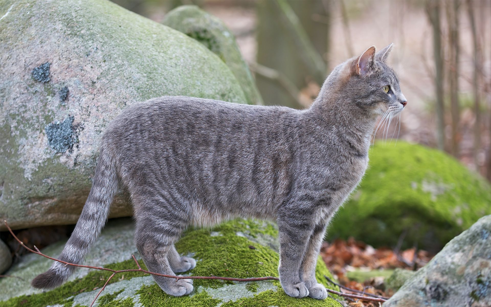 Baixe gratuitamente a imagem Gato, Gatos, Animais na área de trabalho do seu PC