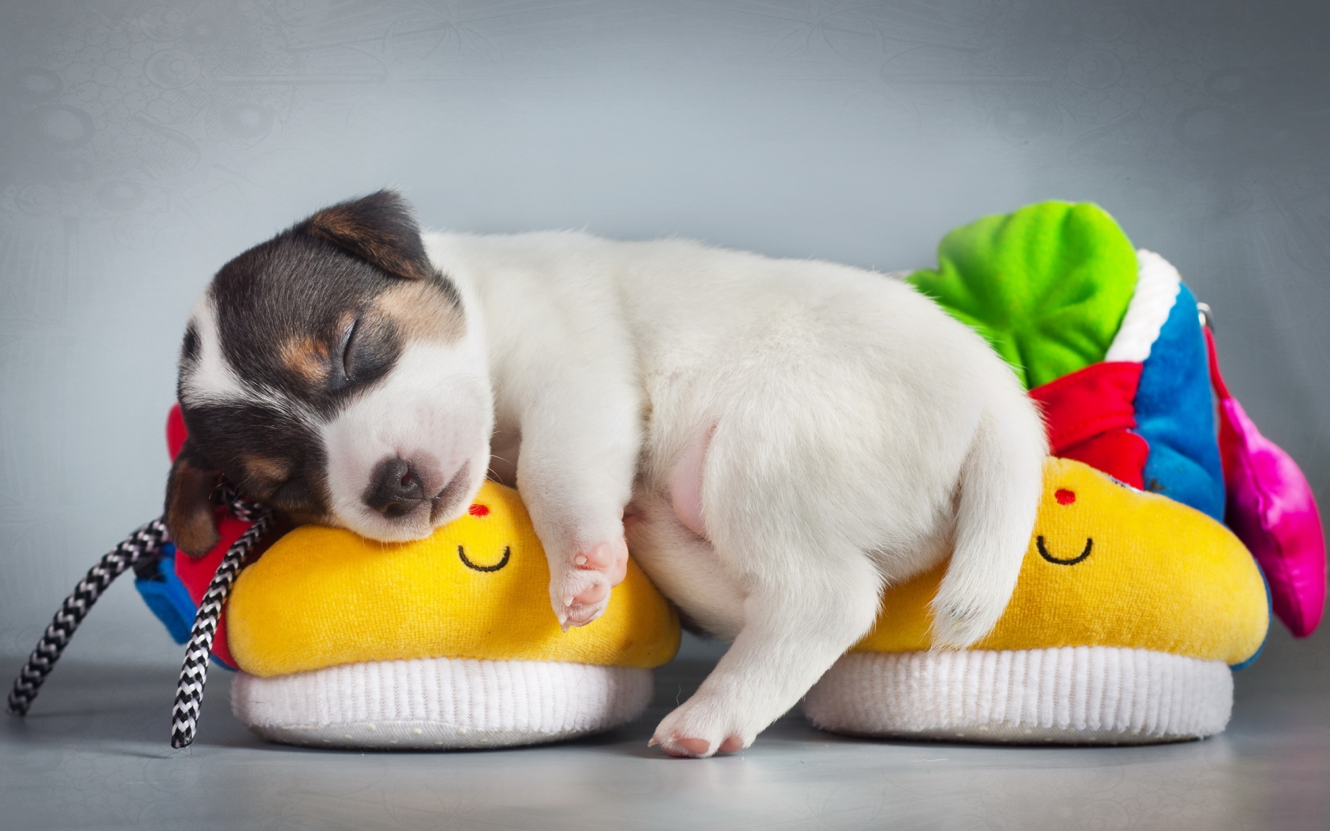 Free download wallpaper Dog, Animal, Puppy, Sleeping, Cute, Baby Animal on your PC desktop