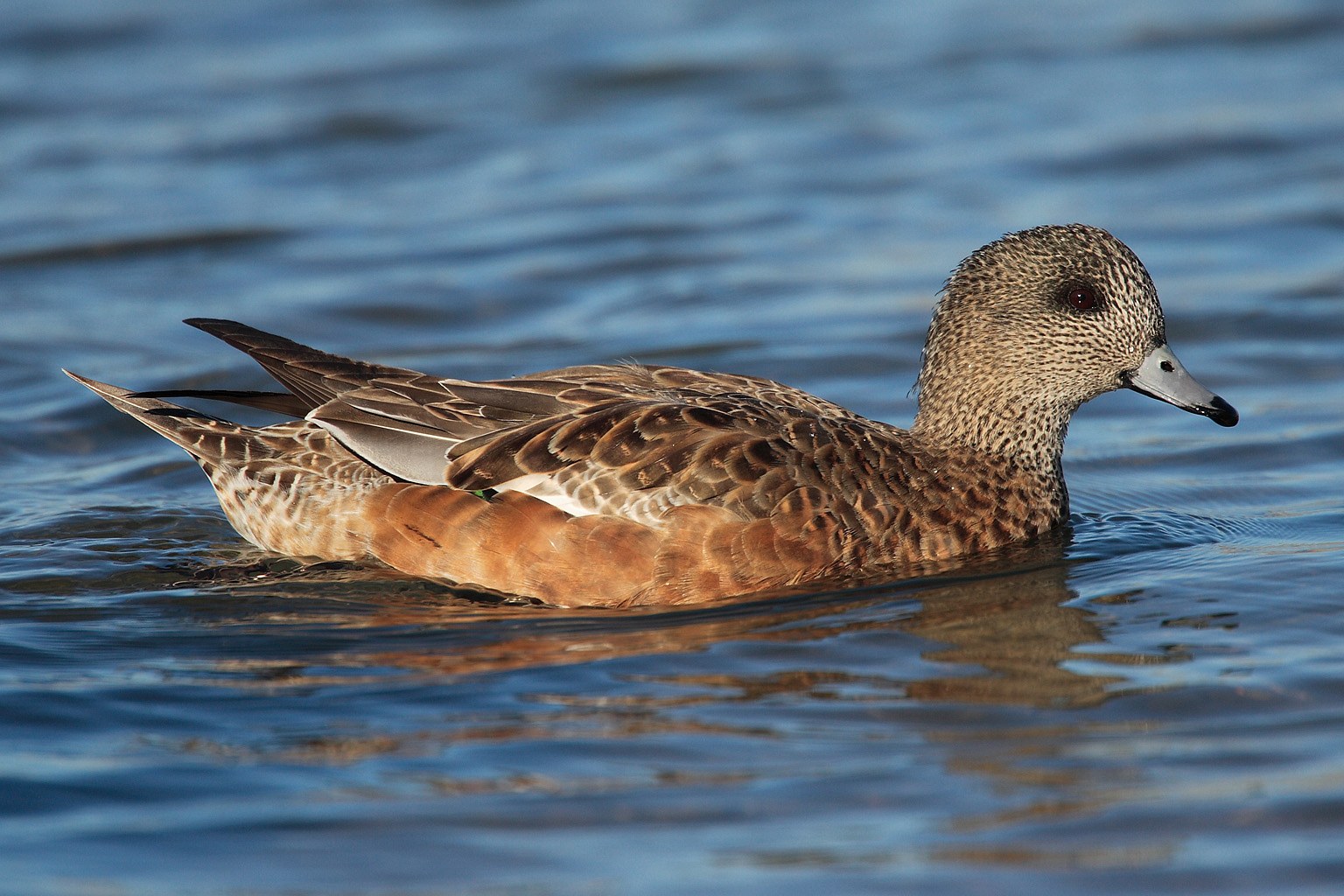 383166 Protetores de tela e papéis de parede American Wigeon em seu telefone. Baixe  fotos gratuitamente