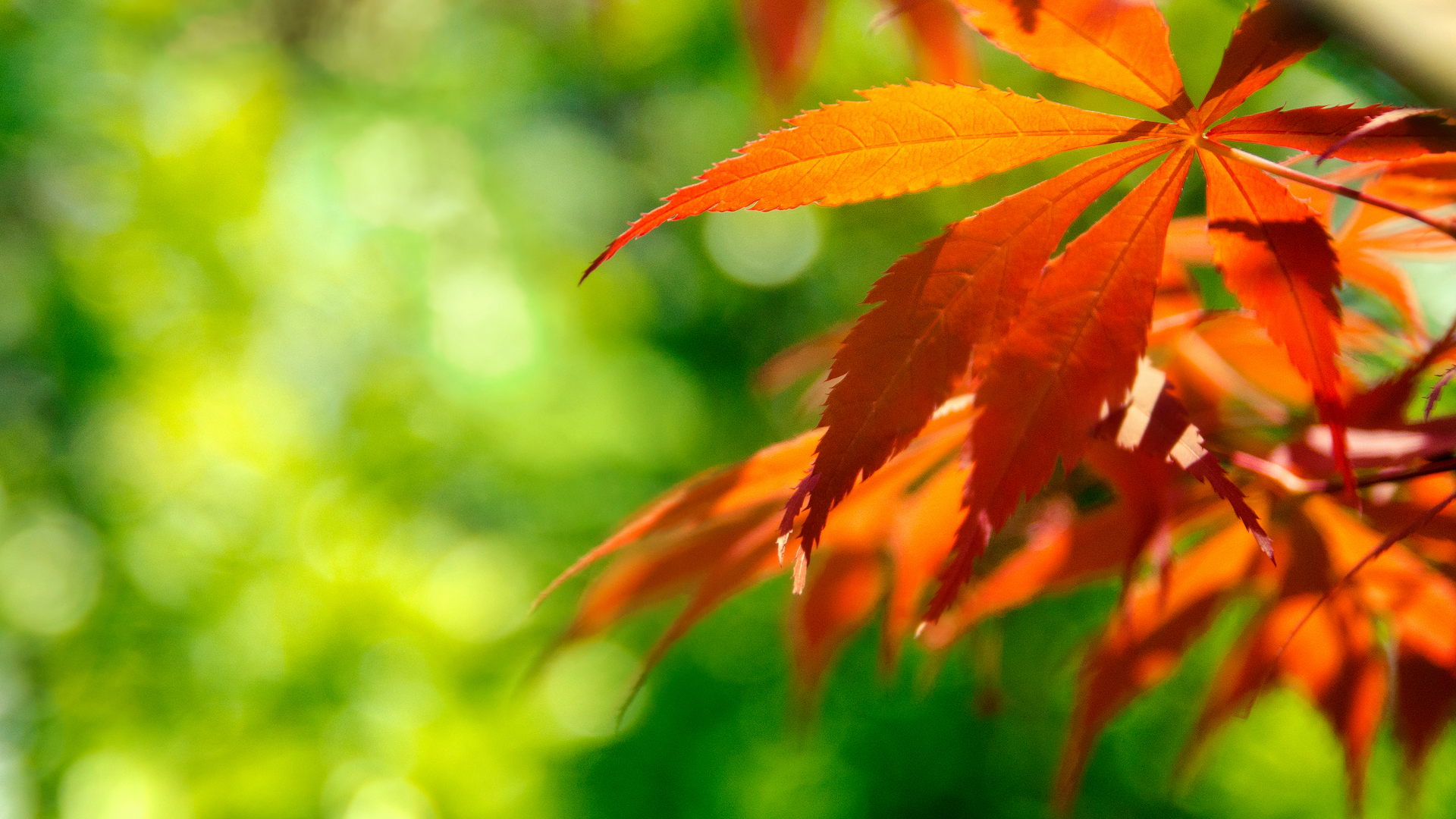 Laden Sie das Blatt, Erde/natur-Bild kostenlos auf Ihren PC-Desktop herunter