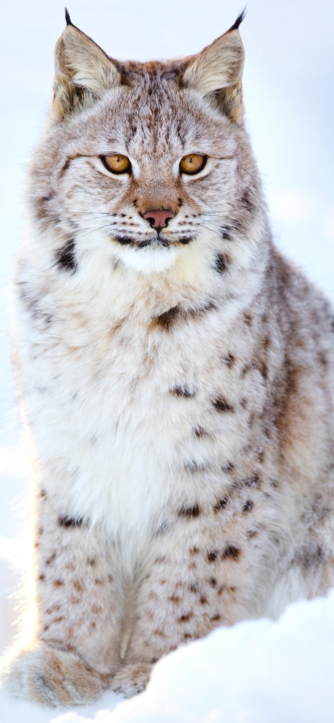 Handy-Wallpaper Tiere, Katzen, Luchs kostenlos herunterladen.