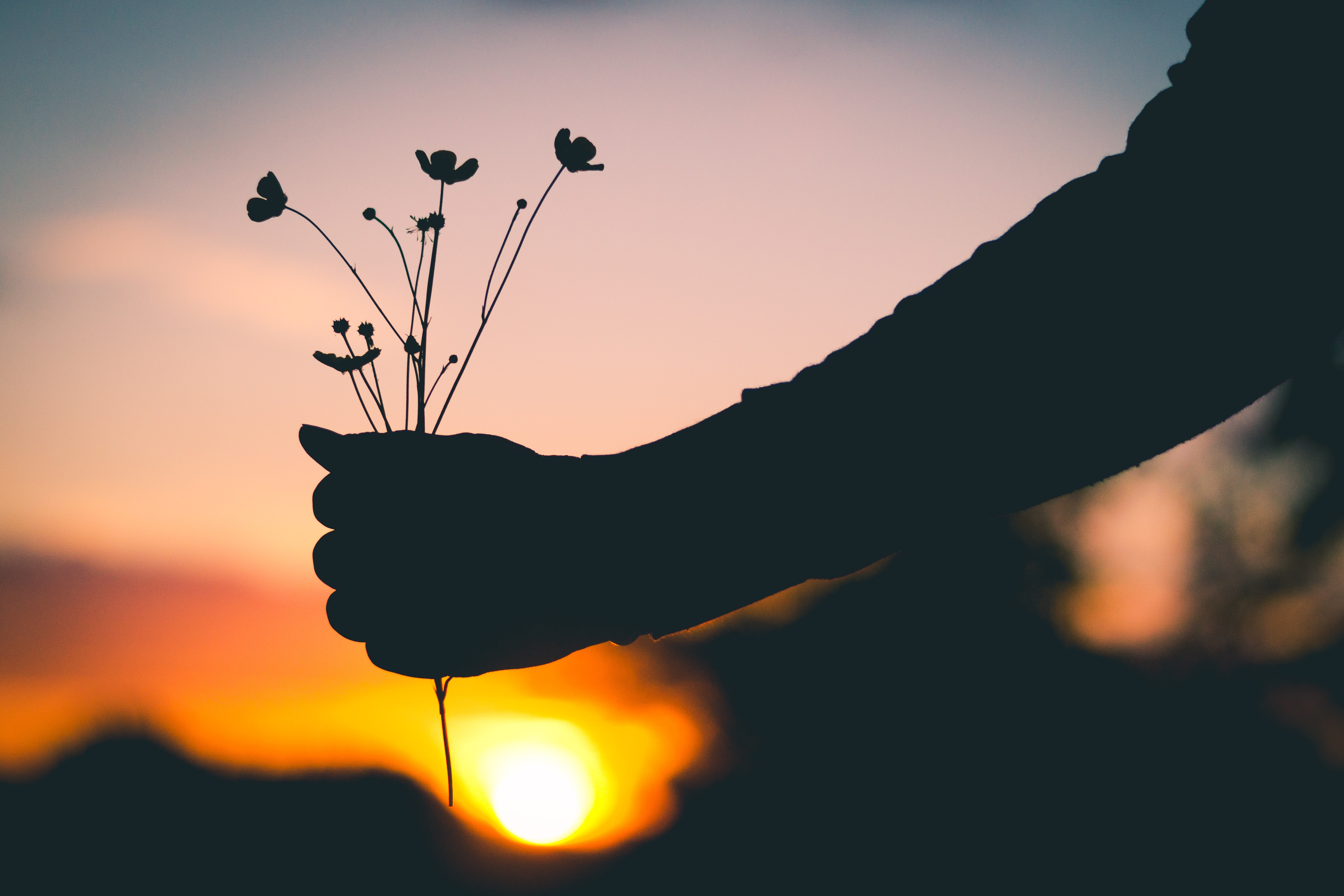 Download mobile wallpaper Hand, Sunset, Flowers, Silhouette, Dark for free.