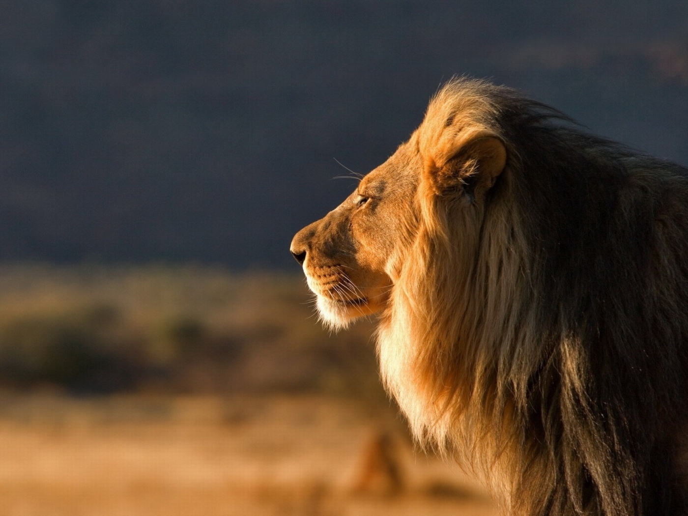 28313 télécharger l'image animaux, lions, orange - fonds d'écran et économiseurs d'écran gratuits