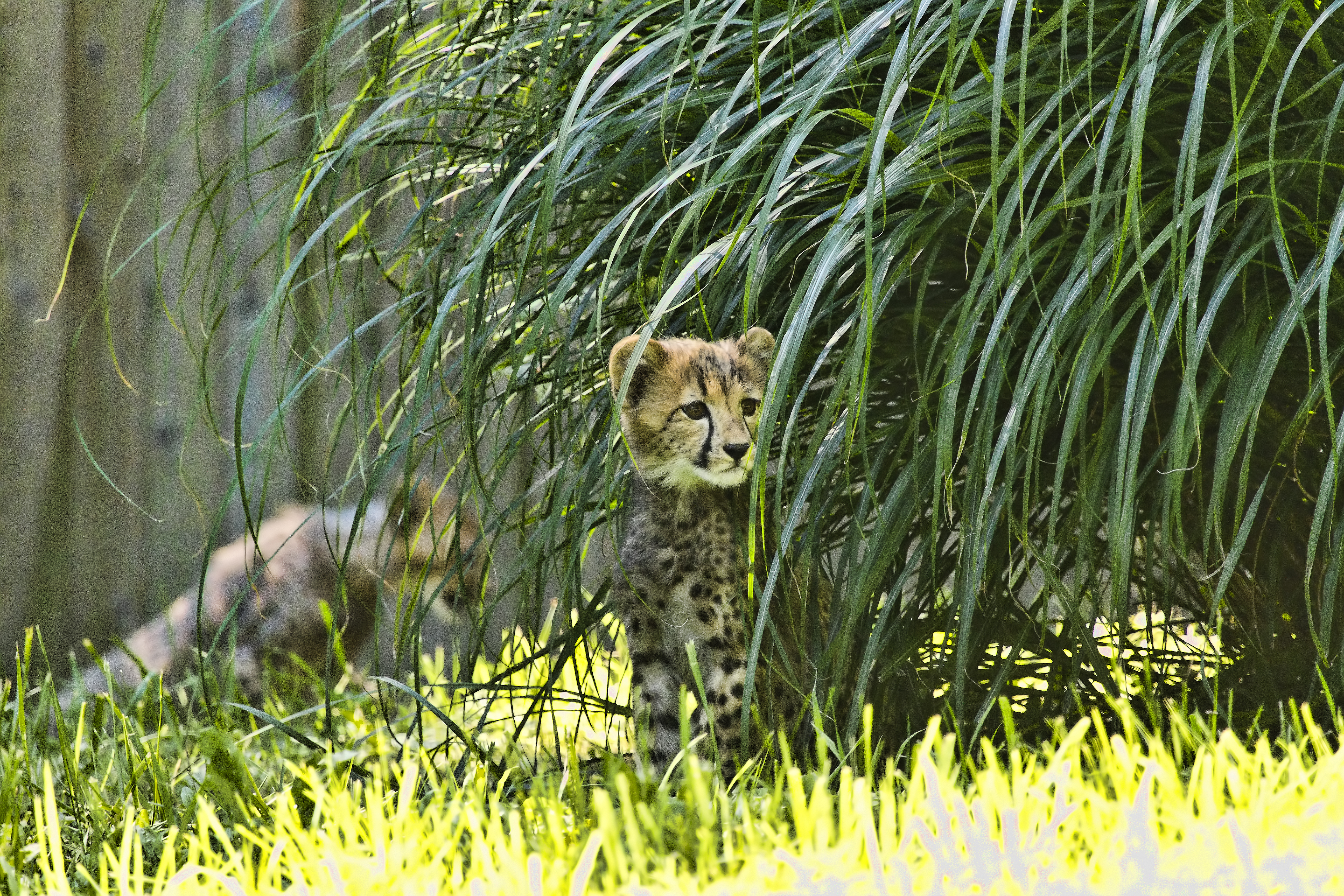 cheetah, wildlife, animals, big cat, animal images