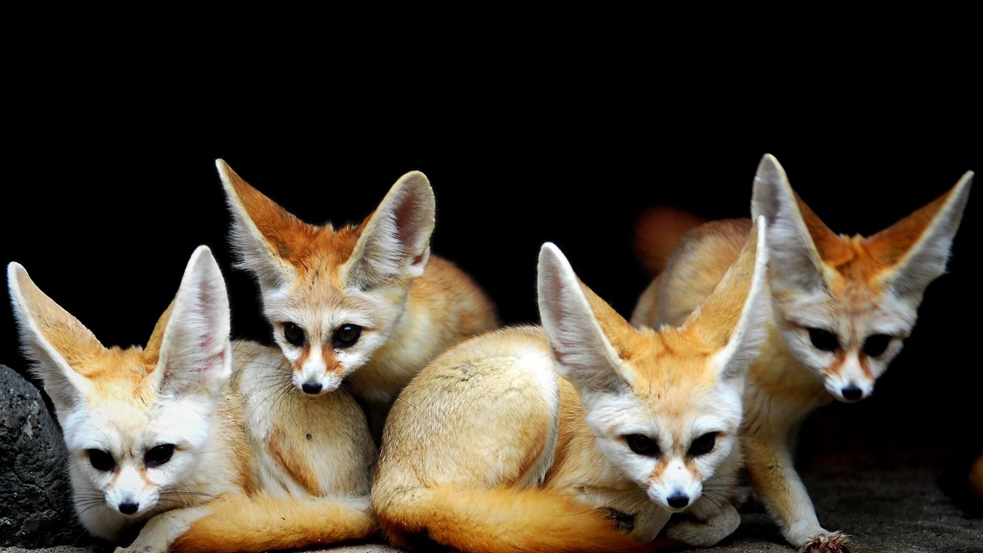 Laden Sie das Tiere, Wüstenfüchse-Bild kostenlos auf Ihren PC-Desktop herunter