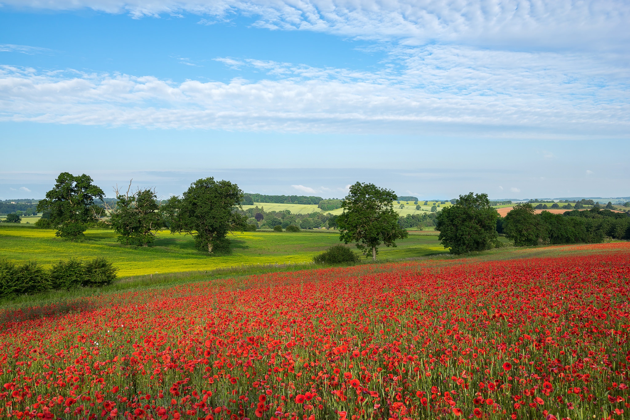 Free download wallpaper Landscape, Flowers, Summer, Flower, Earth, Field, Poppy, Red Flower on your PC desktop