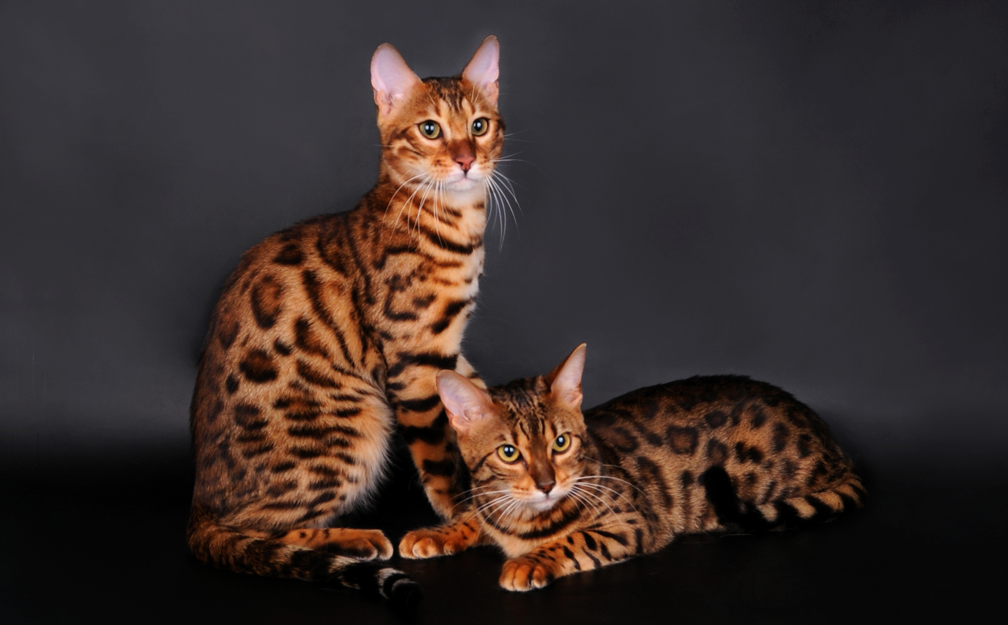 bengal cat, animals, cat, couple, pair, leopard color, leopard colour desktop HD wallpaper