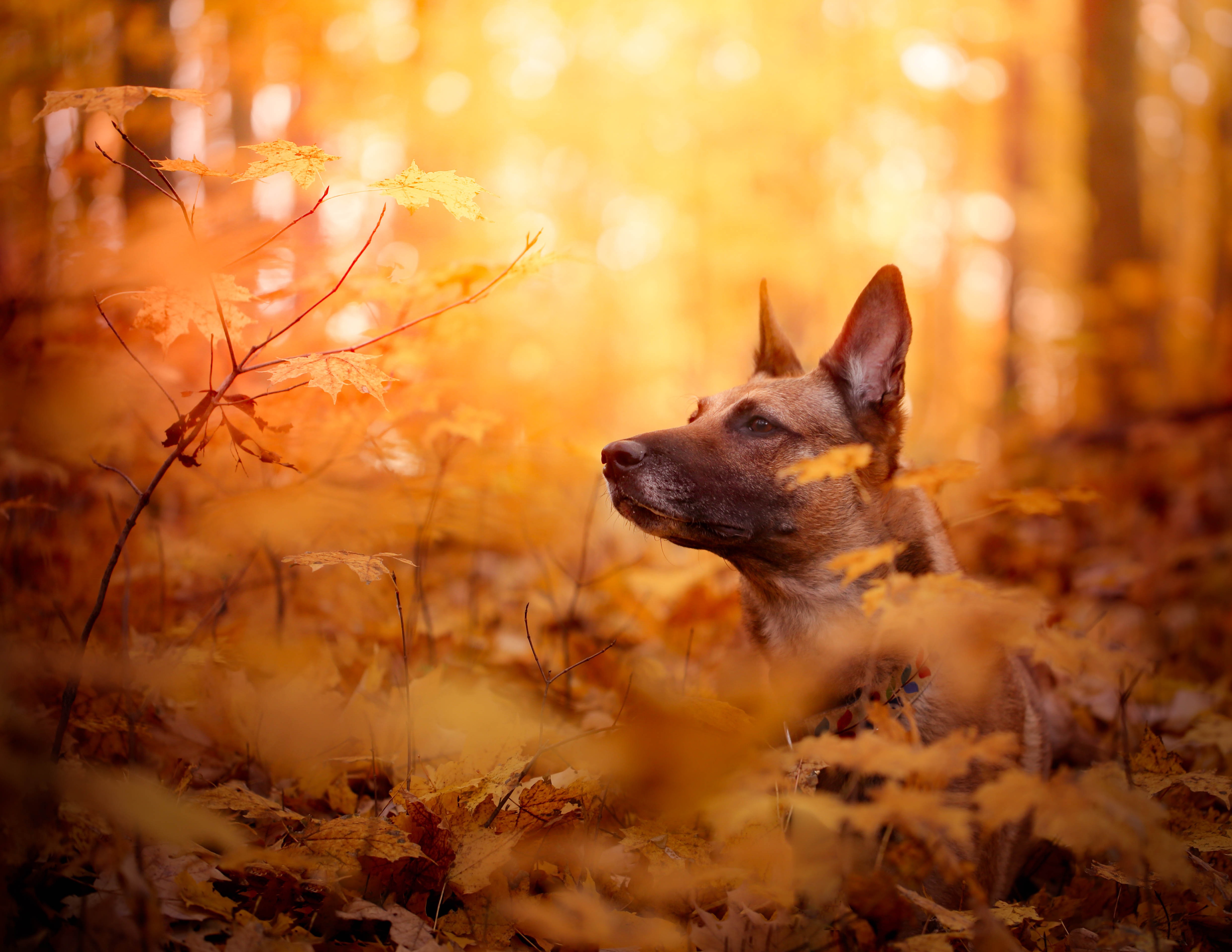 Laden Sie das Tiere, Hunde, Herbst, Wald, Hund, Schnauze, Belgischer Schäferhund-Bild kostenlos auf Ihren PC-Desktop herunter