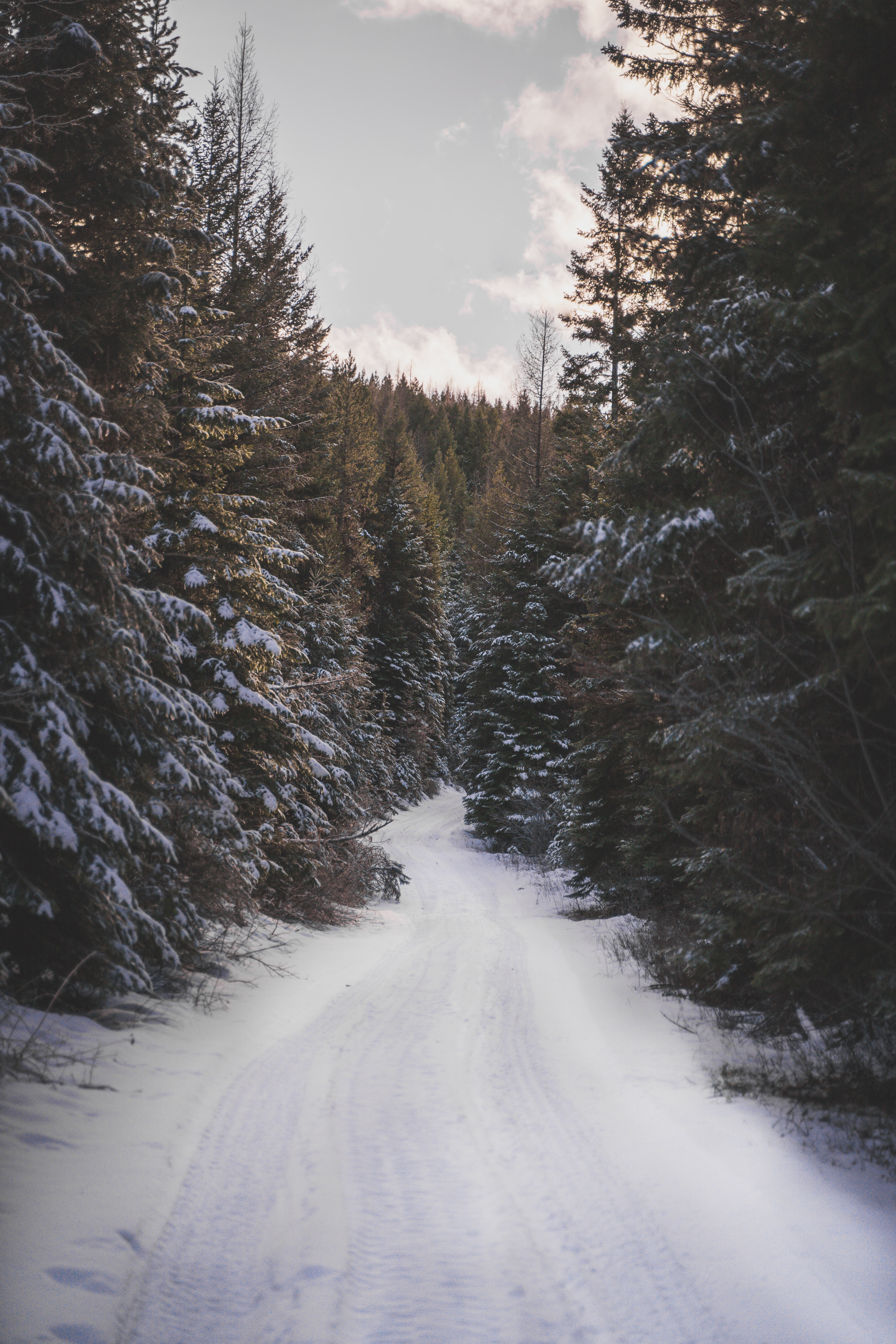 Download mobile wallpaper Trees, Winter, Nature, Forest, Snow, Road for free.