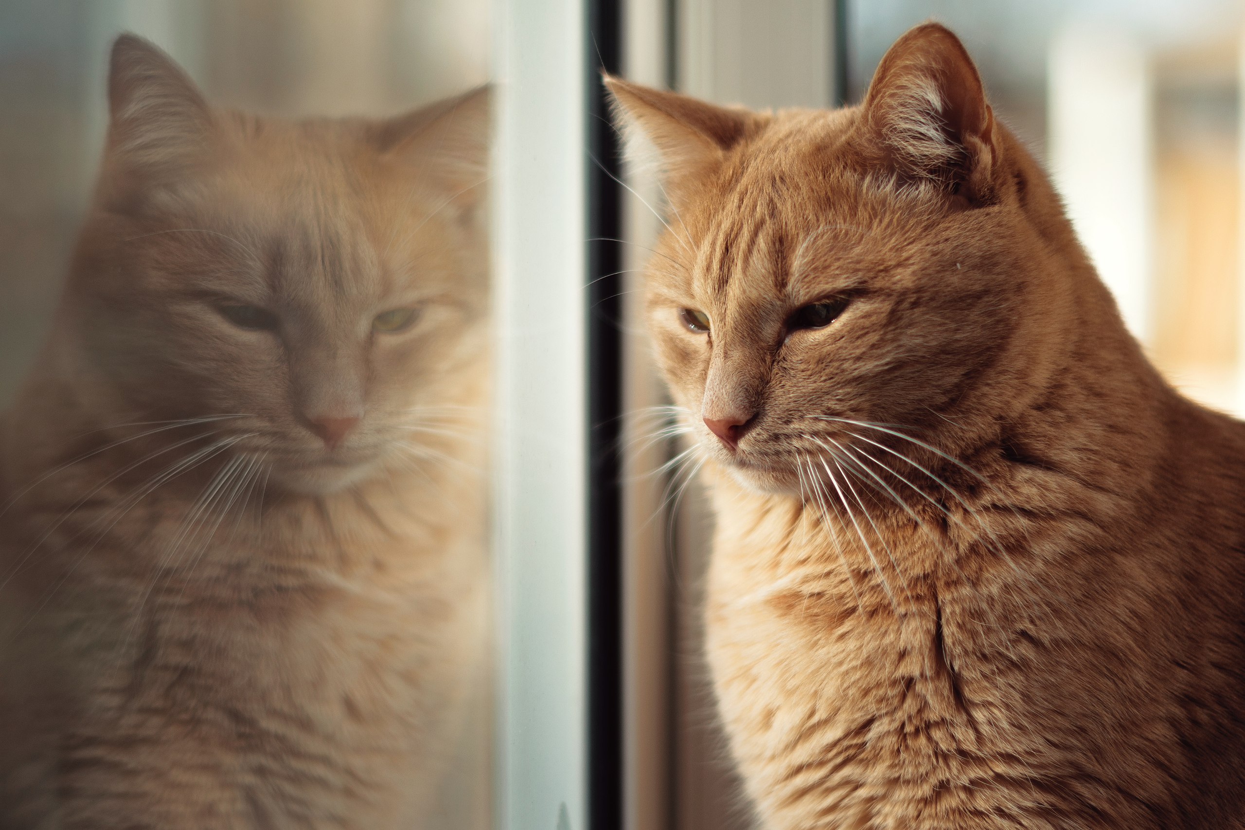 Téléchargez des papiers peints mobile Animaux, Chats, Chat gratuitement.