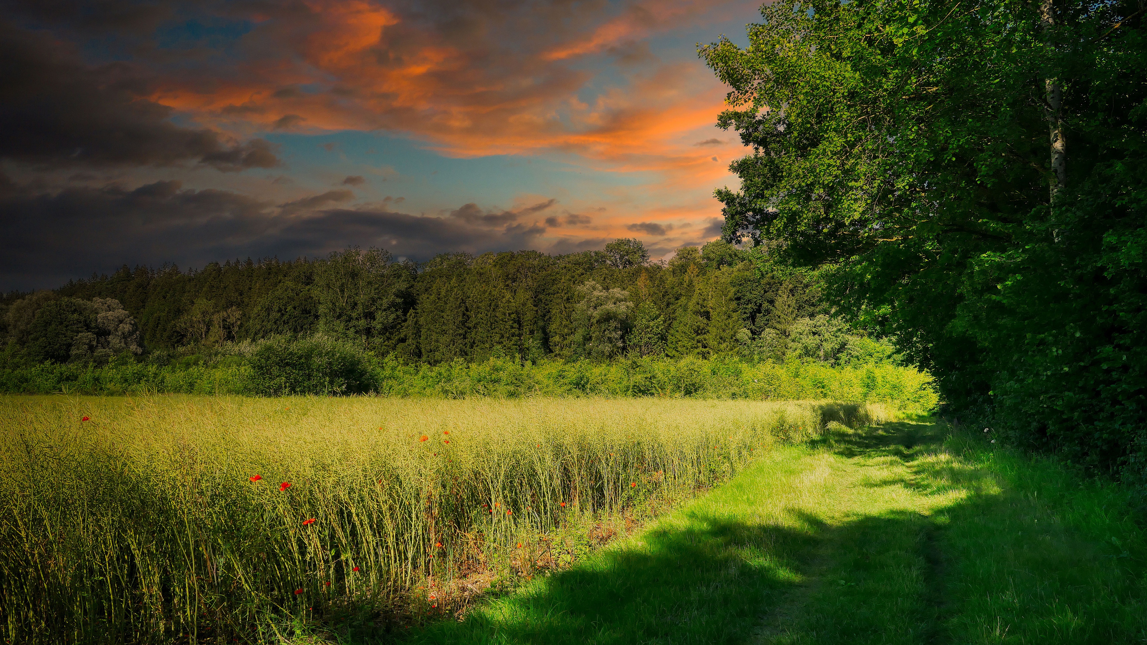 Download mobile wallpaper Landscape, Grass, Sky, Summer, Forest, Earth, Field, Cloud for free.
