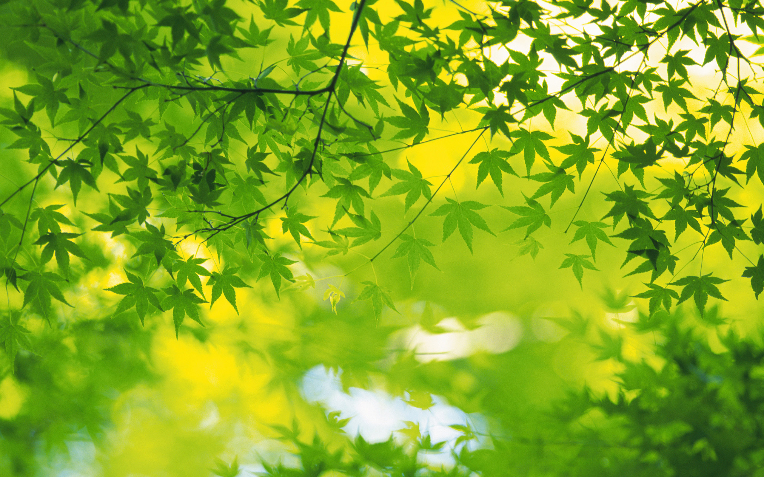 Download mobile wallpaper Nature, Leaf, Branch, Earth, Bokeh, Greenery for free.