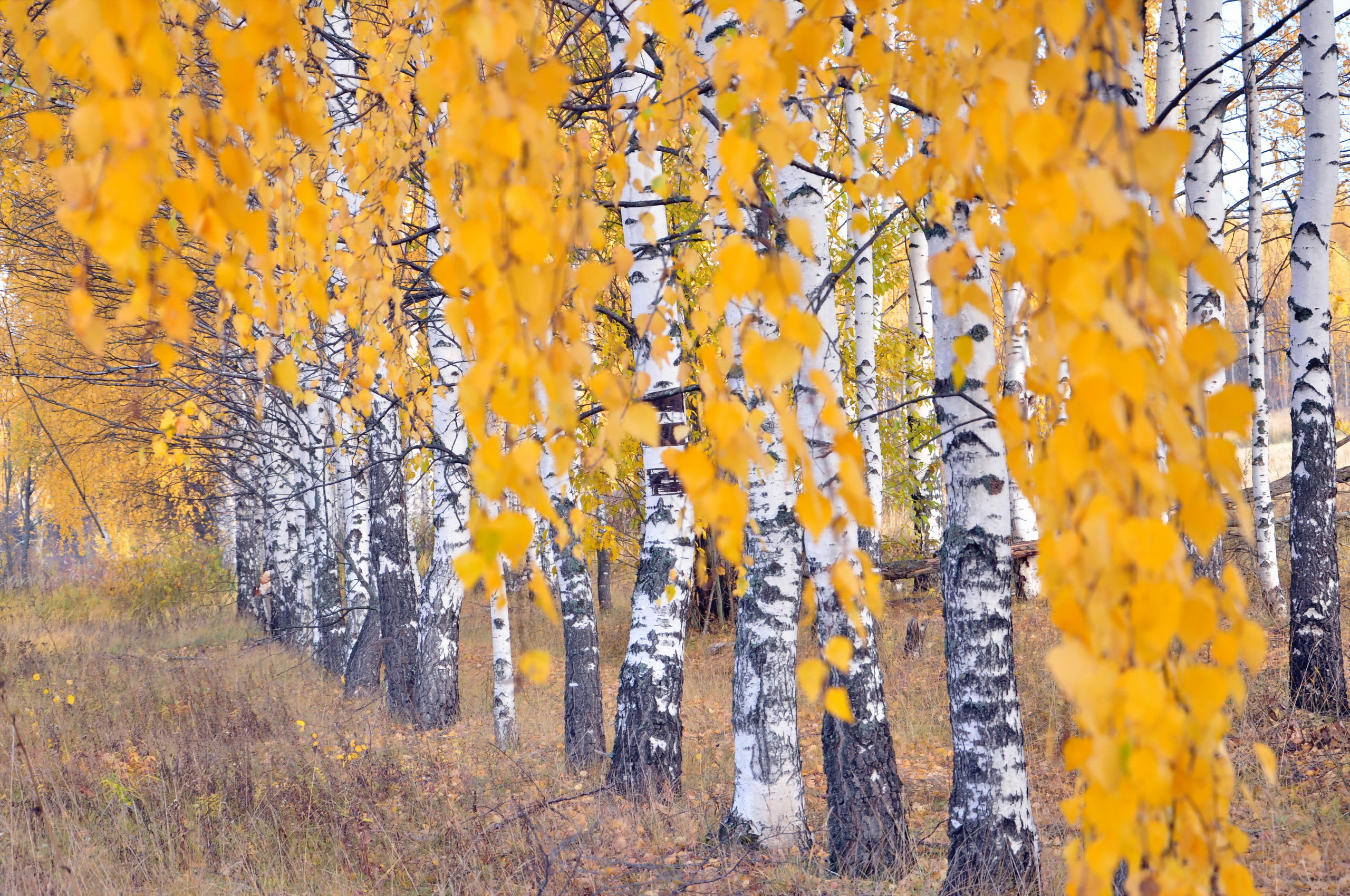 Laden Sie das Natur, Herbst, Birken, Baum, Erde/natur, Von Bäumen Gesäumt-Bild kostenlos auf Ihren PC-Desktop herunter