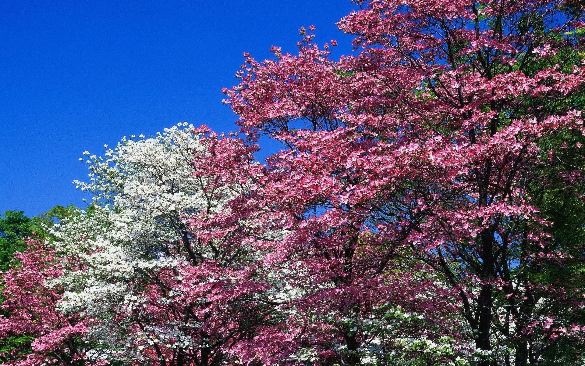 114505 descargar fondo de pantalla primavera, árboles, flores, naturaleza, rosa, blanco, florecer, floración, rosado: protectores de pantalla e imágenes gratis