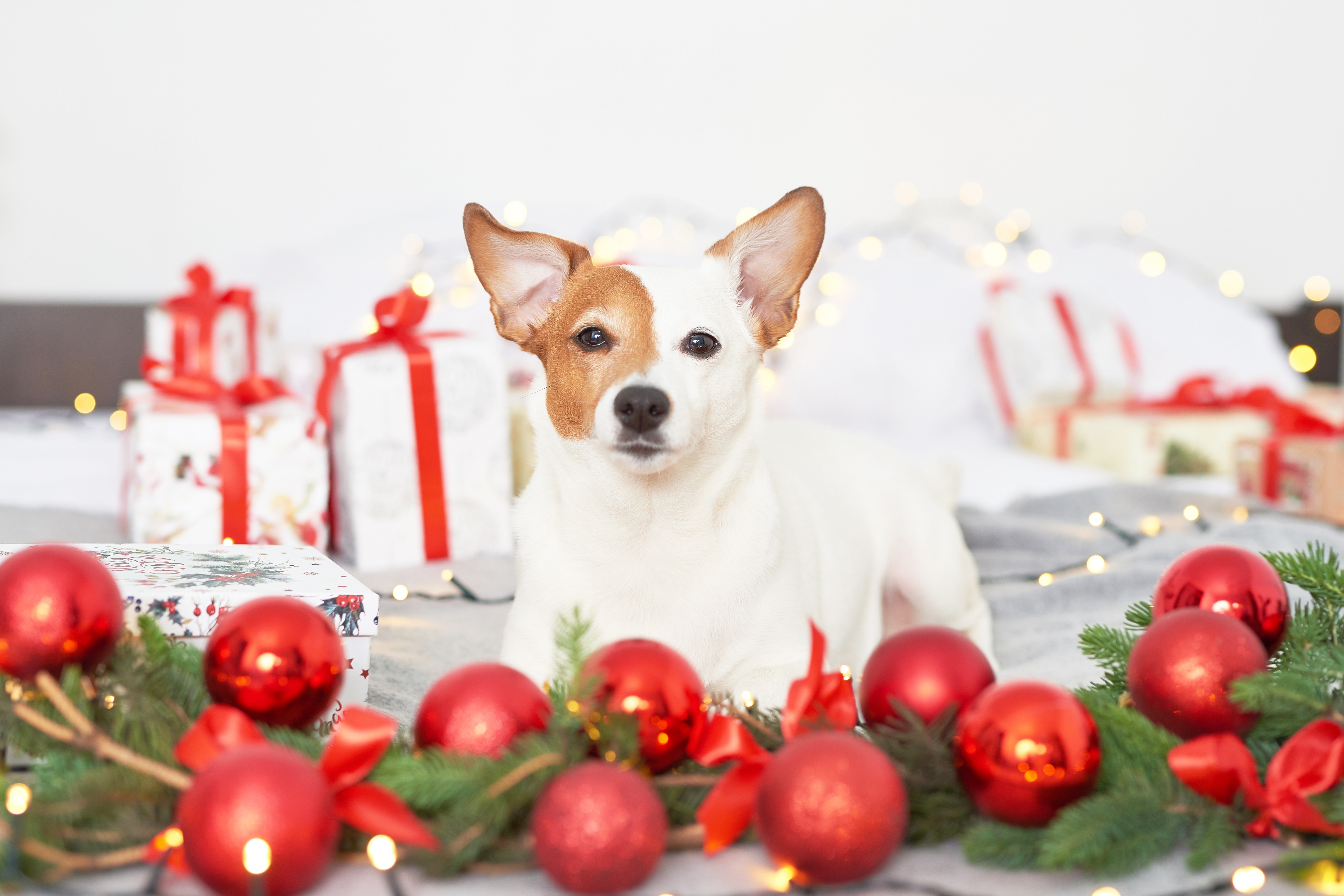 PCデスクトップに動物, クリスマス, 犬, 贈り物, クリスマスオーナメント画像を無料でダウンロード