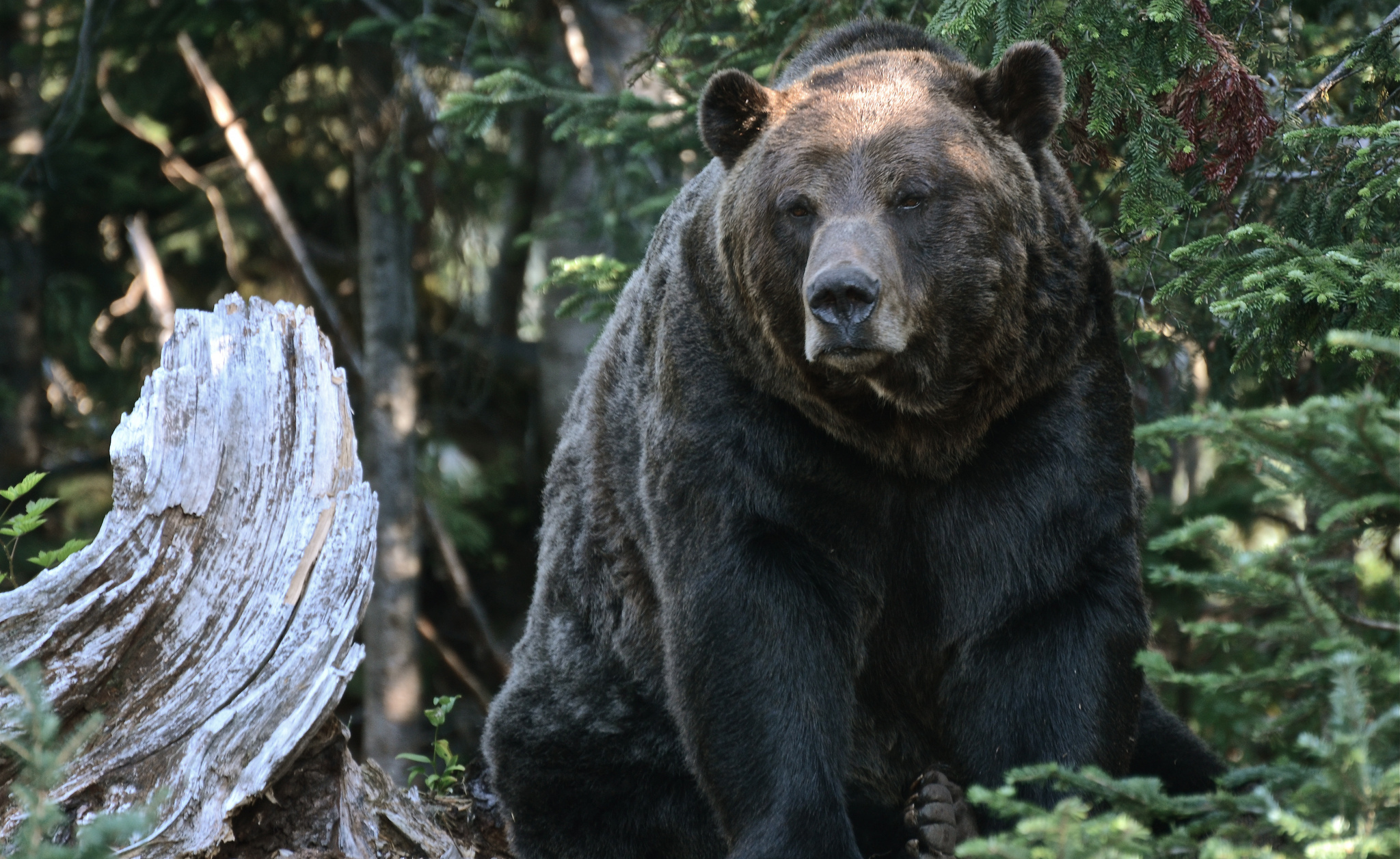 125210 Hintergrundbild herunterladen grizzly, tiere, bäume, wald, bär, grizzlybär - Bildschirmschoner und Bilder kostenlos