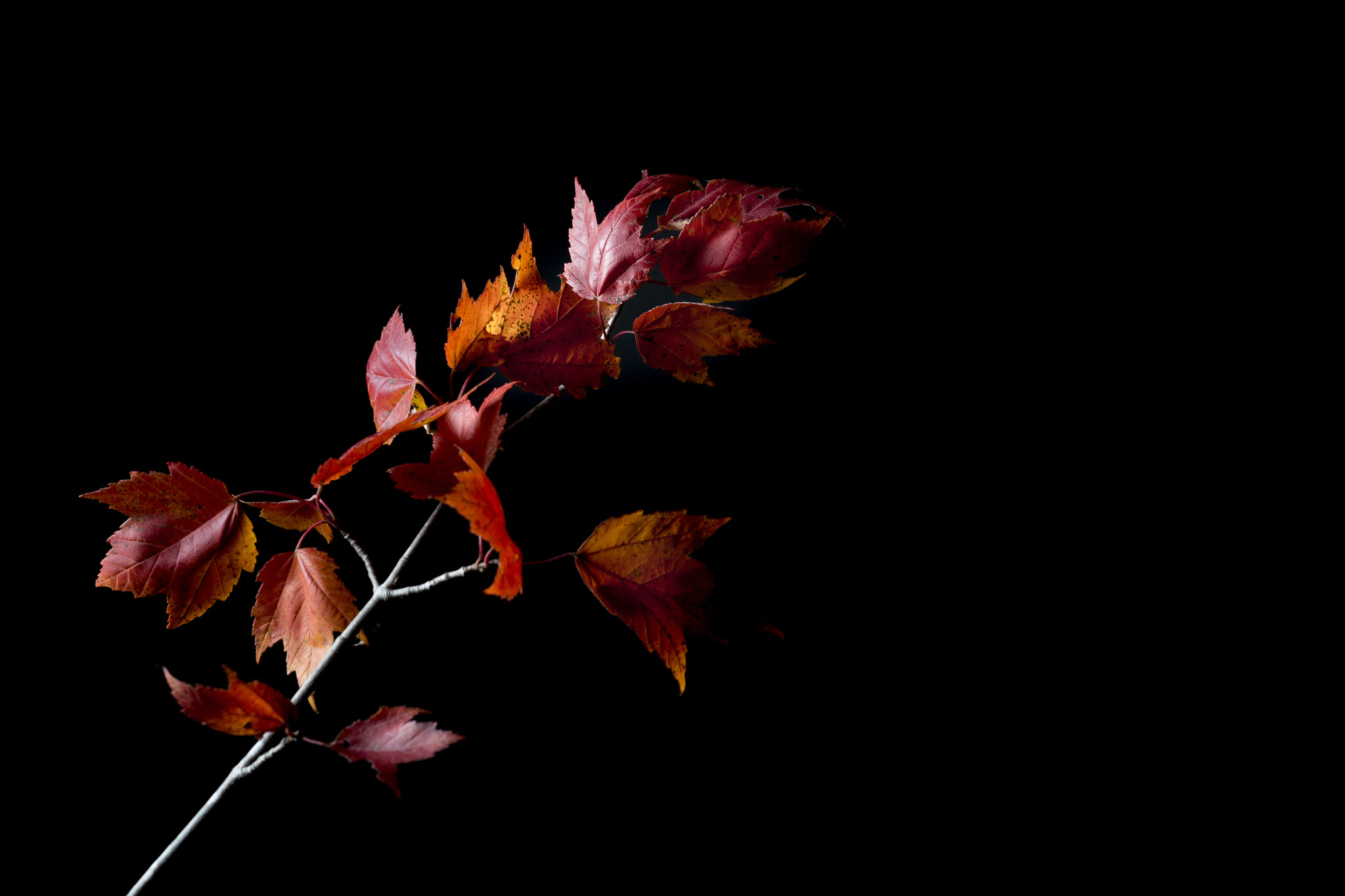 Free download wallpaper Nature, Leaf, Fall, Branch, Earth on your PC desktop