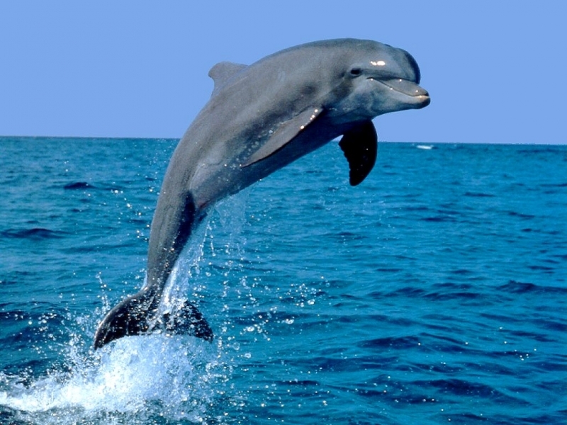 29149 скачать обои дельфины, синие, животные - заставки и картинки бесплатно