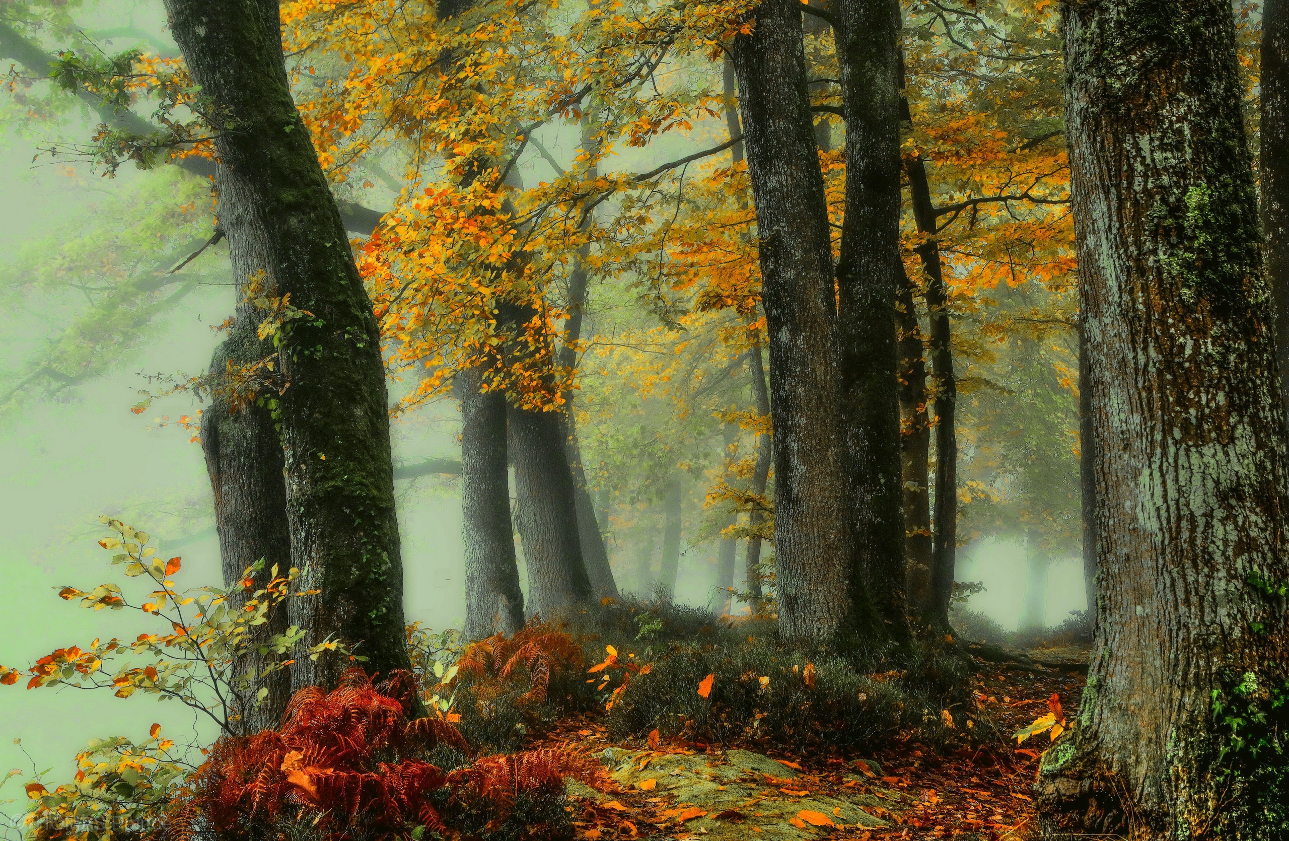Скачать обои бесплатно Осень, Лес, Туман, Земля/природа картинка на рабочий стол ПК