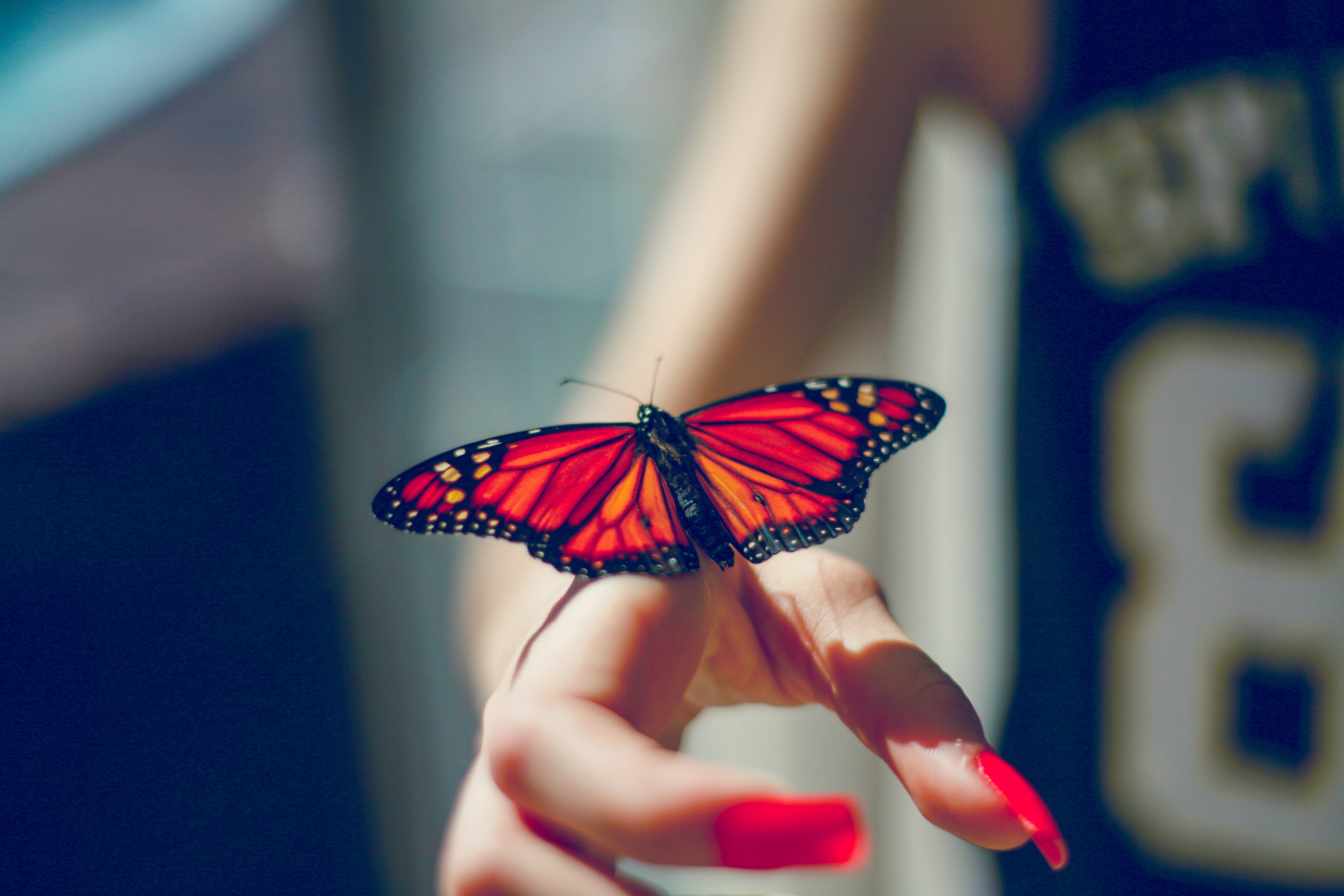 Free download wallpaper Hand, Insect, Animals, Butterfly on your PC desktop